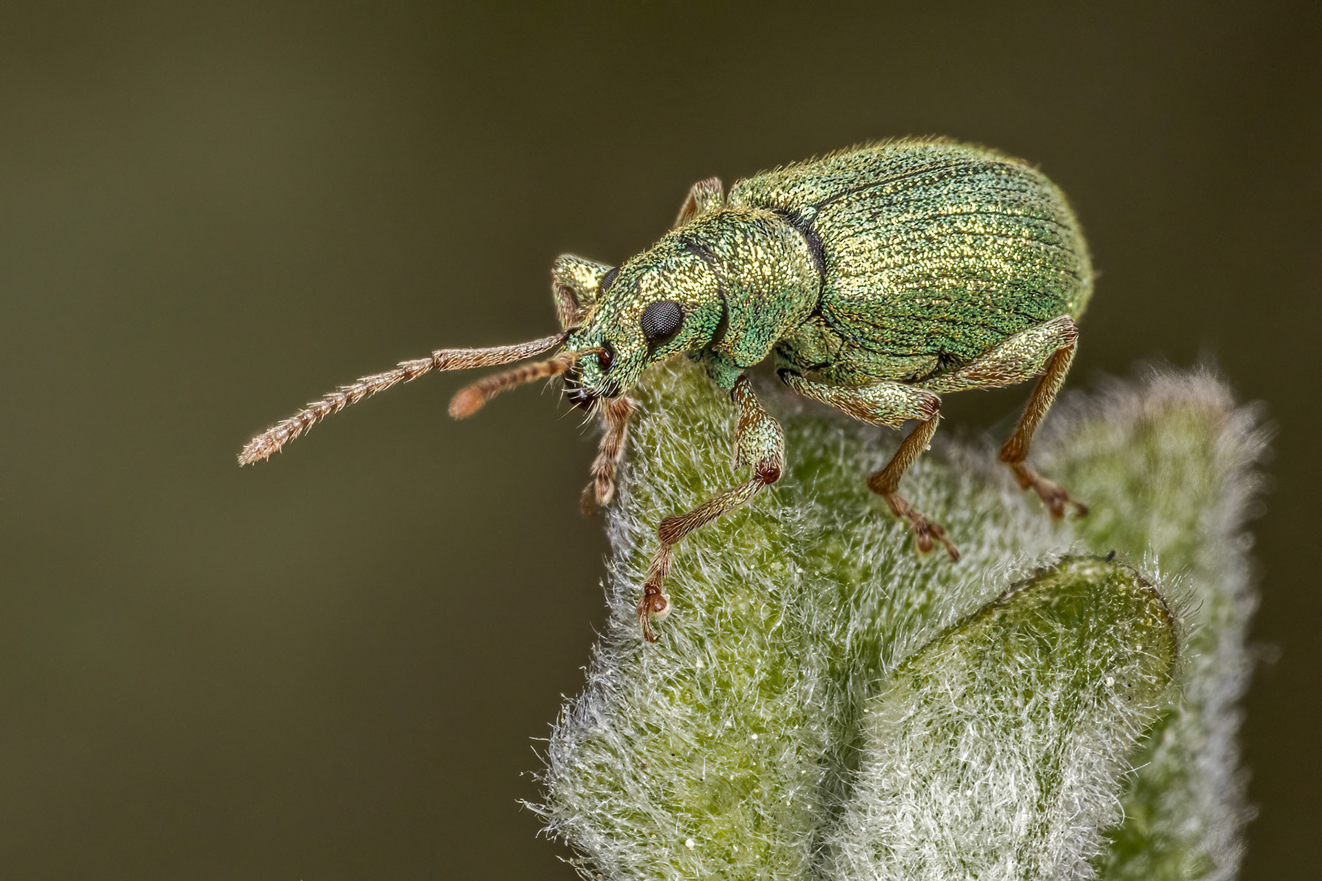Broad-nosed Weevil