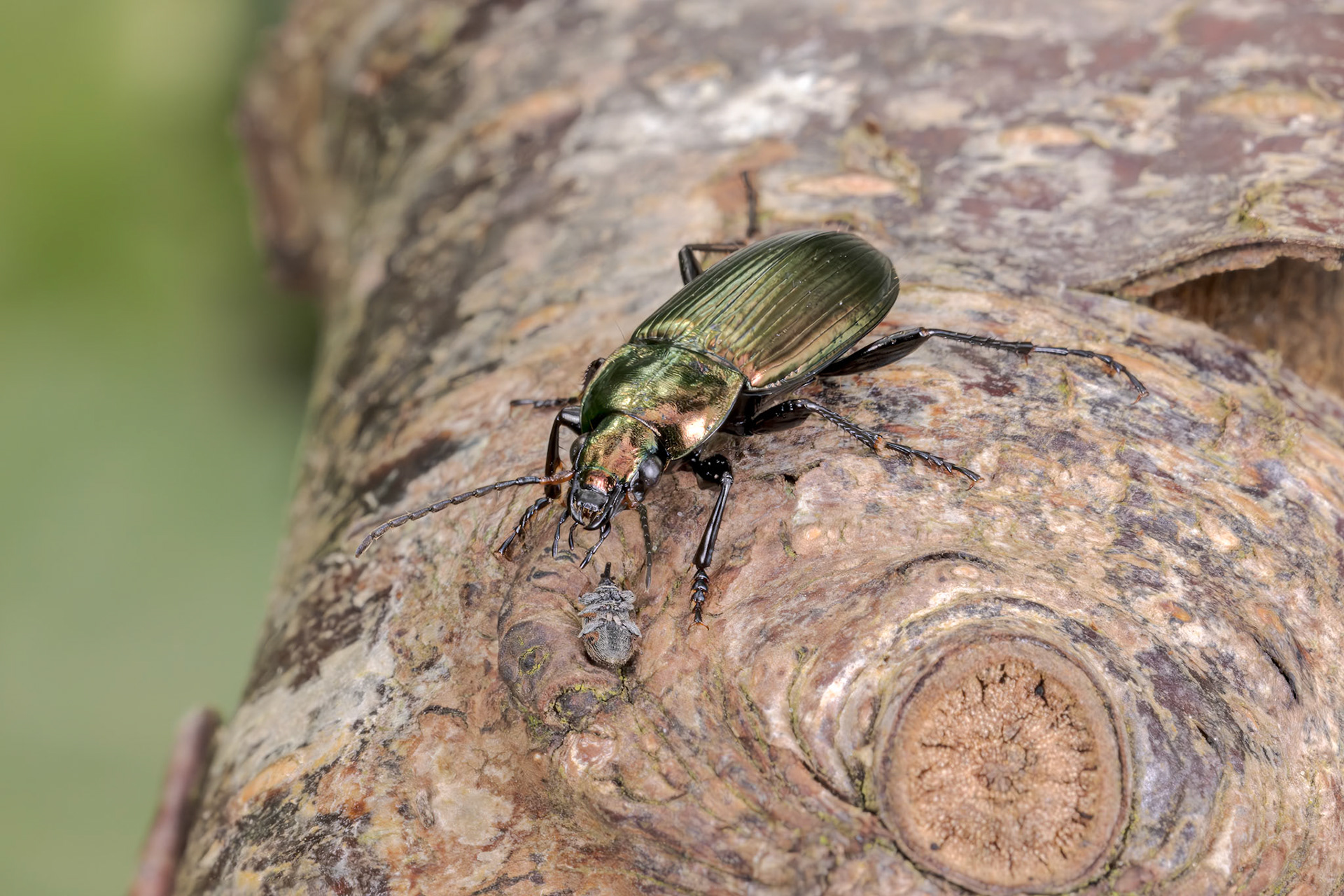 Ground Beetle (Amara ovata)
