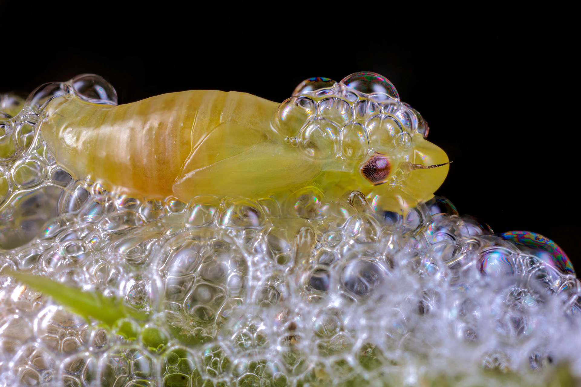 Spittlebug (Philaenus spumarius)