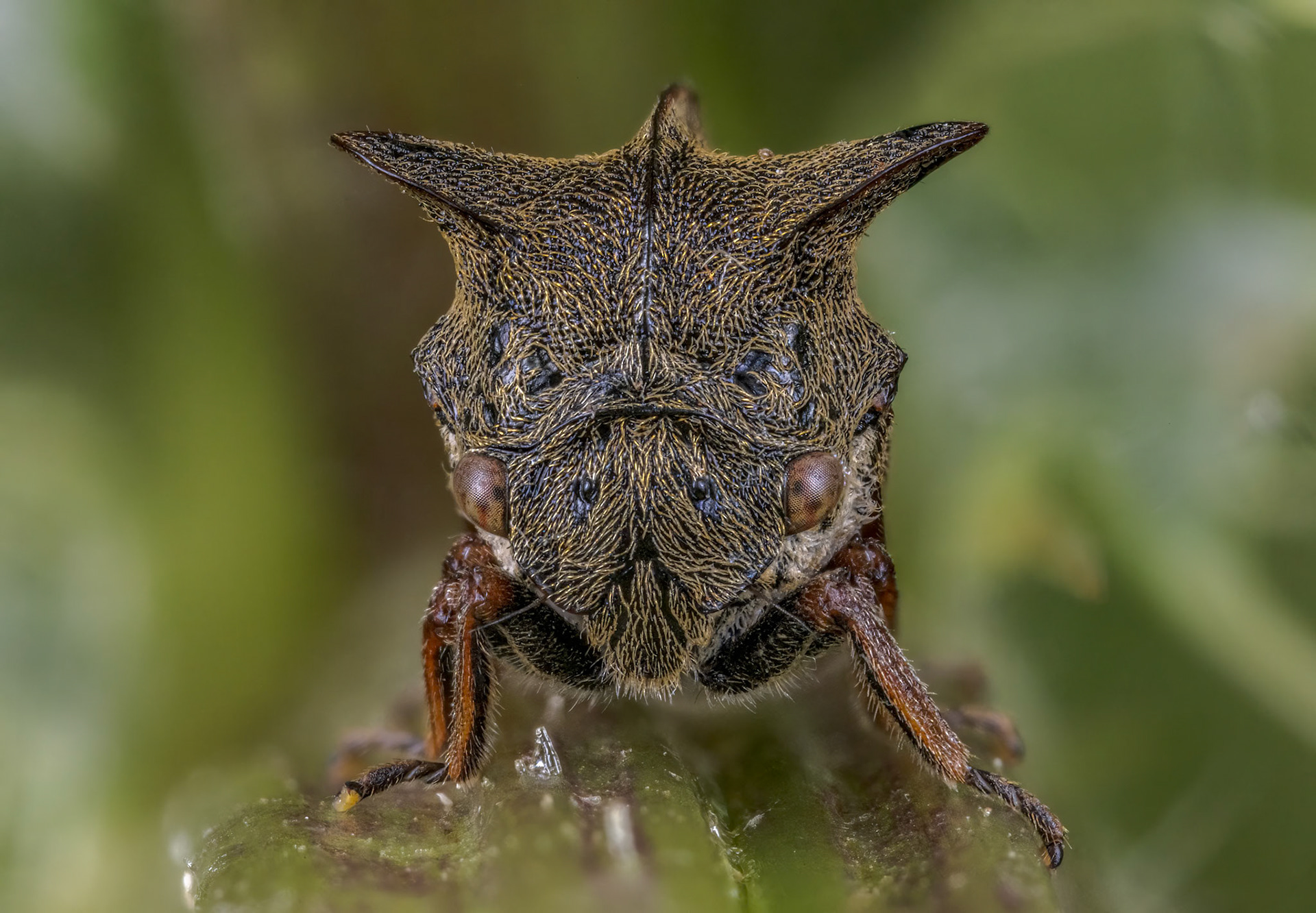 Horned Treehopper (Centrotus cornutus)