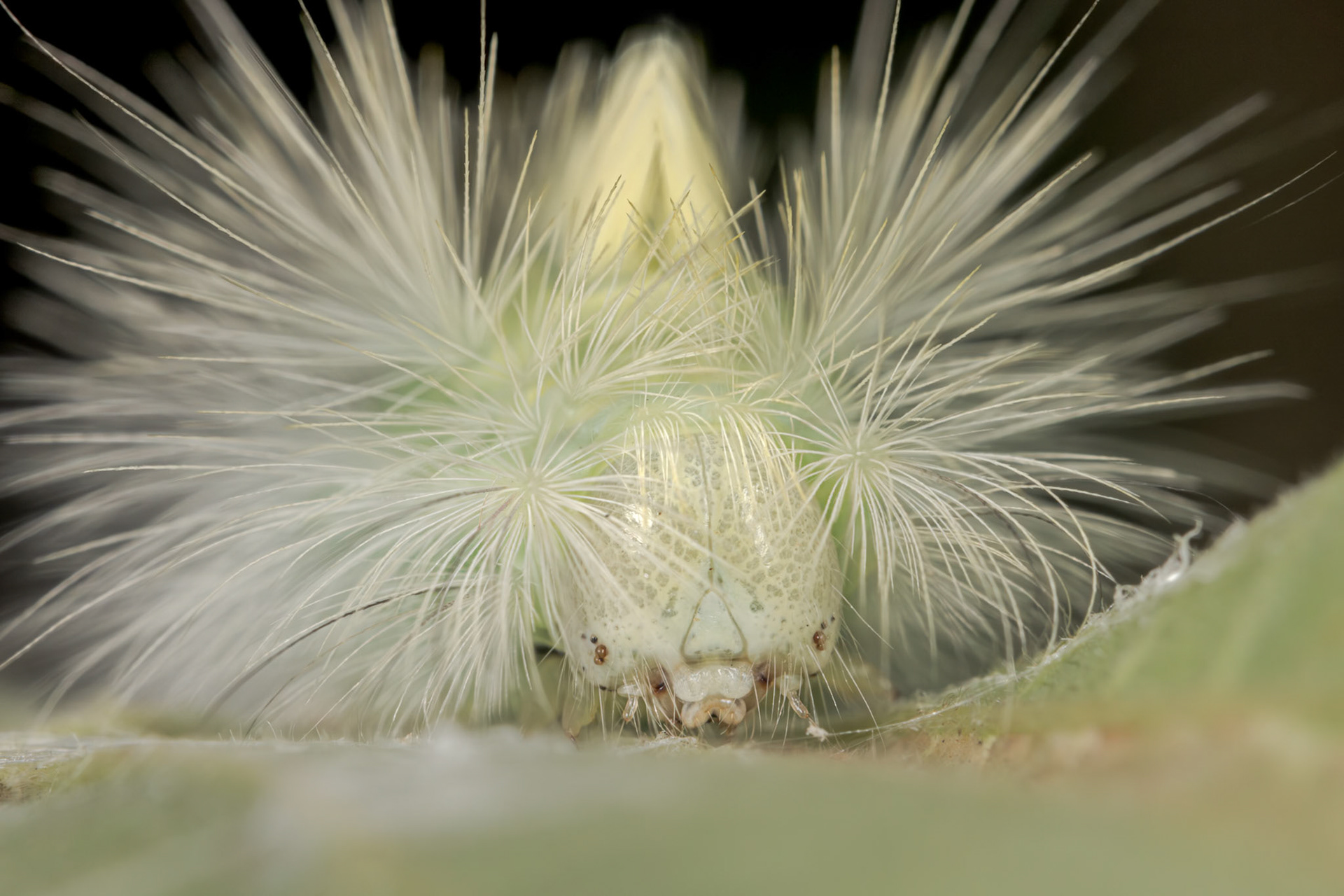 Pale Tussock Moth (Calliteara pudibunda)