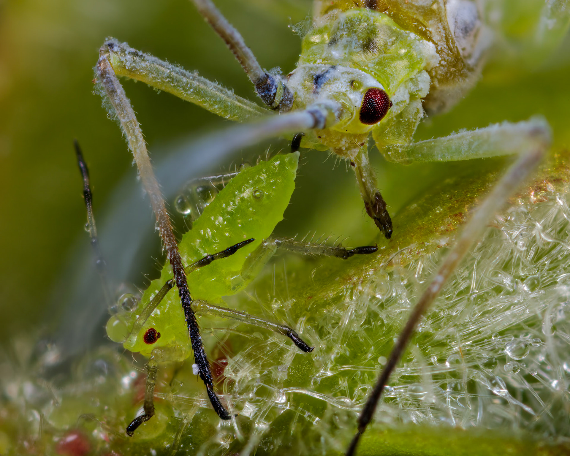 Sycamore Aphid (Drepanosiphum platanoidis)