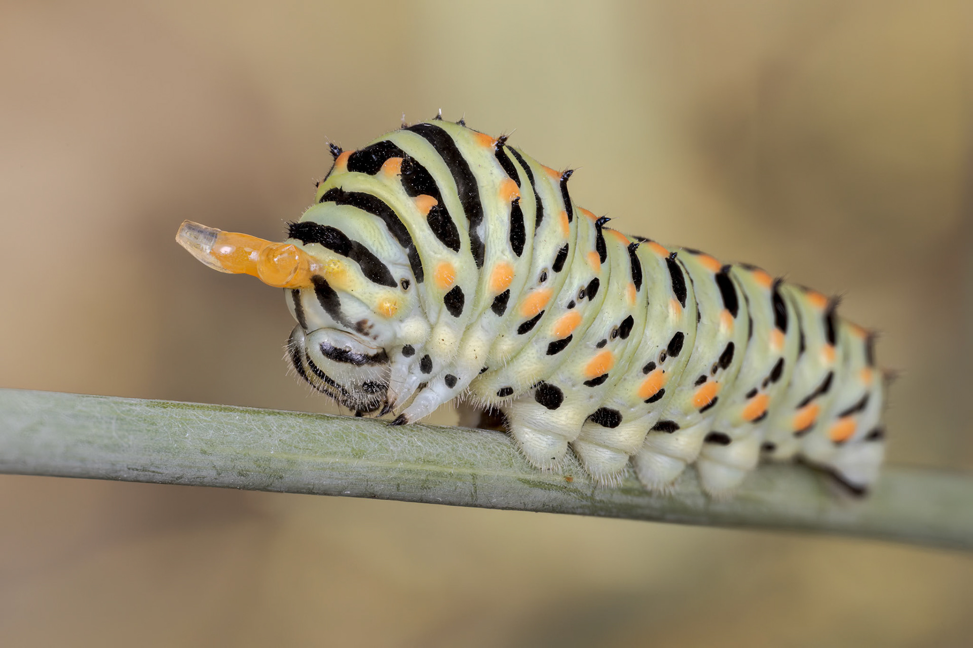 Old World Swallowtail (Papilio machaon)