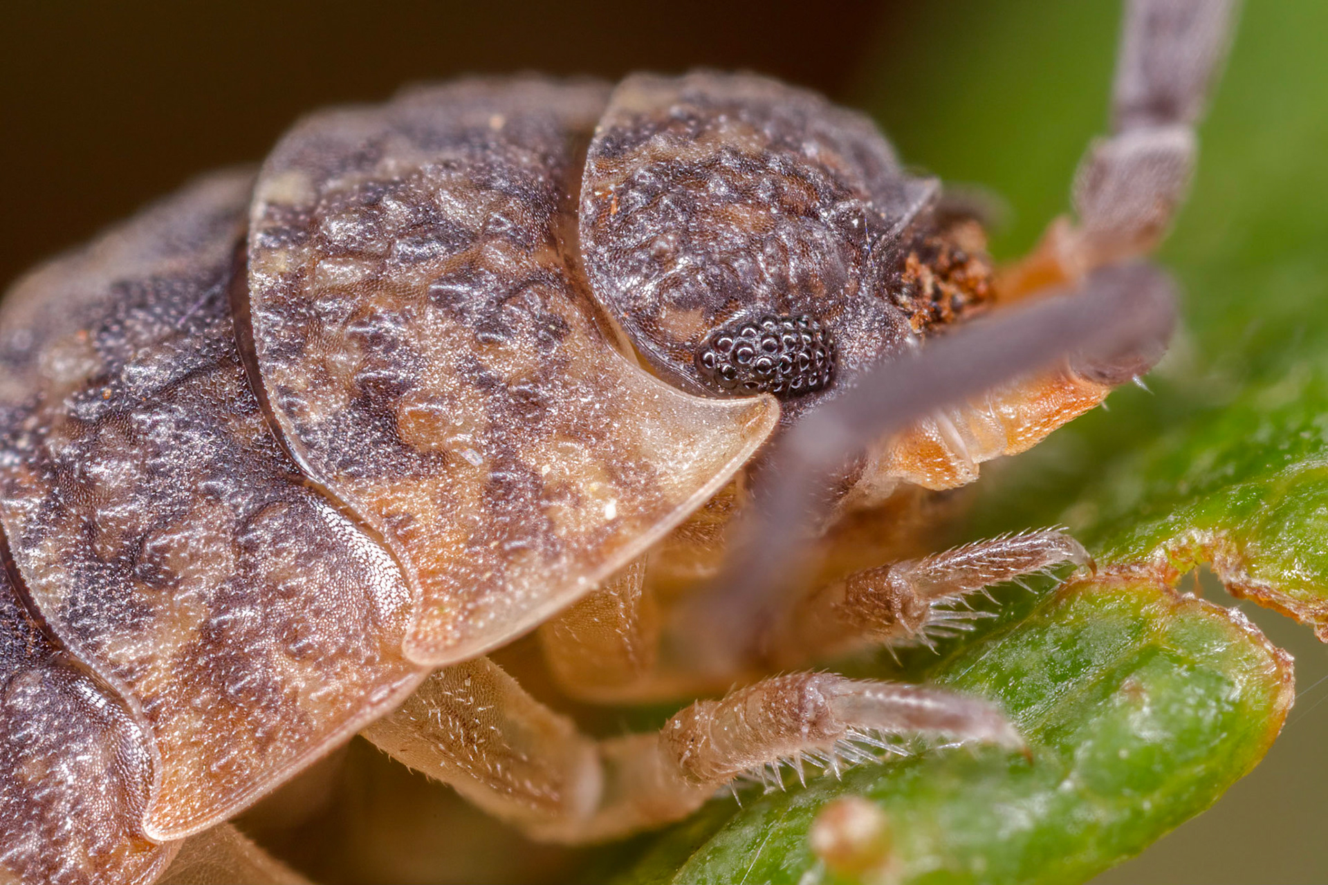 Common Rough Woodlouse (Porcellio scaber)