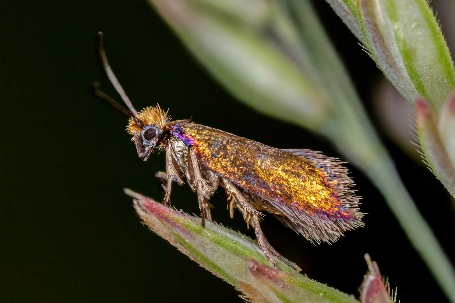 Common Clothes Moth (Tineola bisselliella)