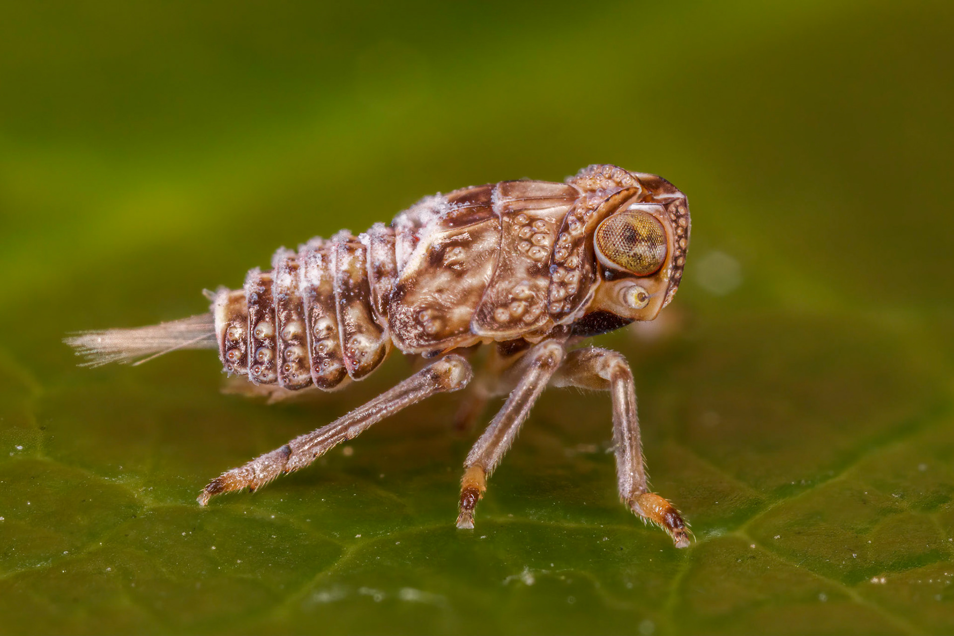 Issus coleoptratus Nymph