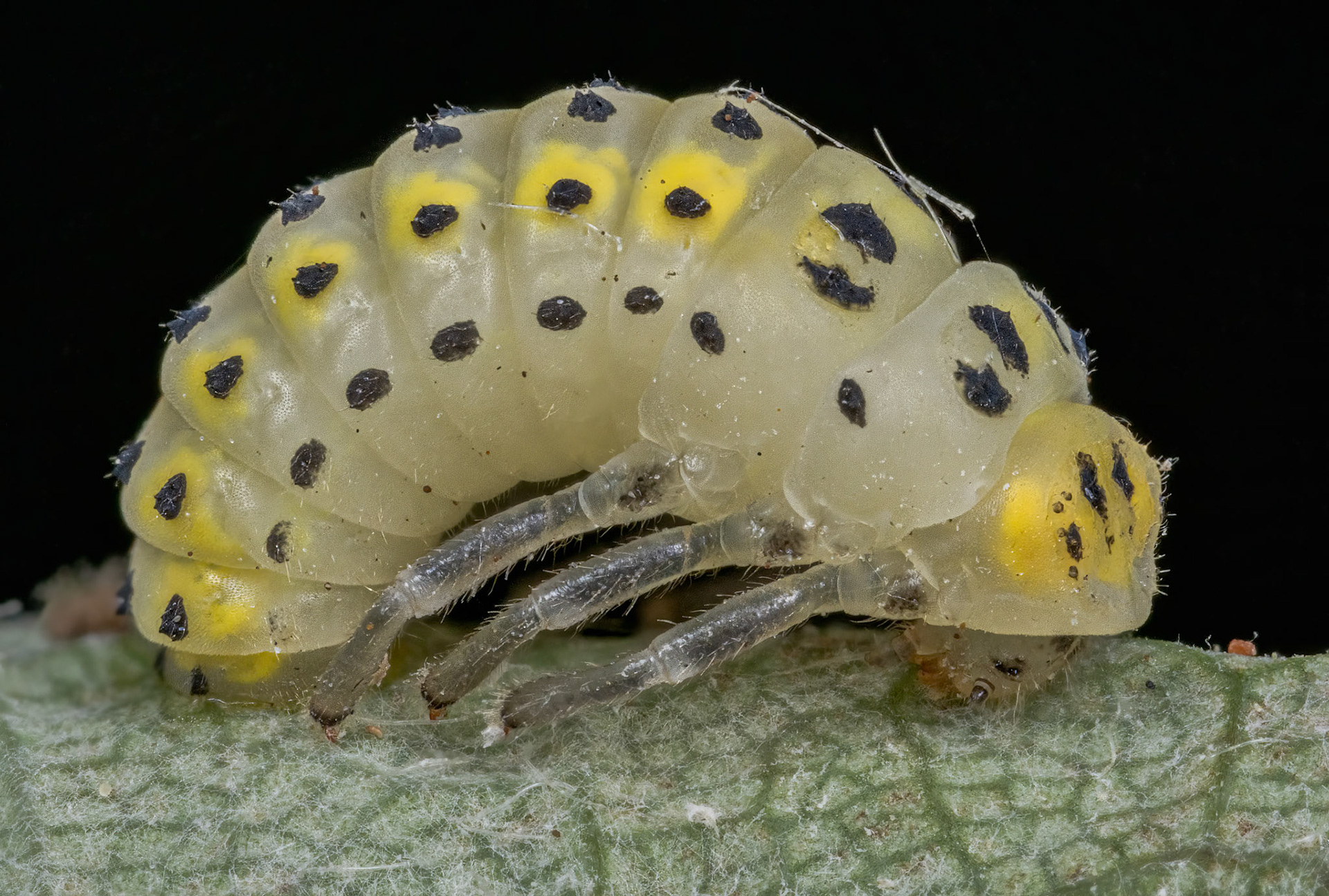 Orange Ladybird Pupa (Halyzia sedecimguttata)