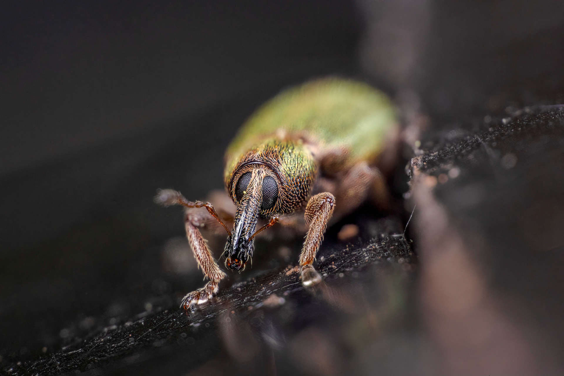 Lesser Clover Leaf Weevil
