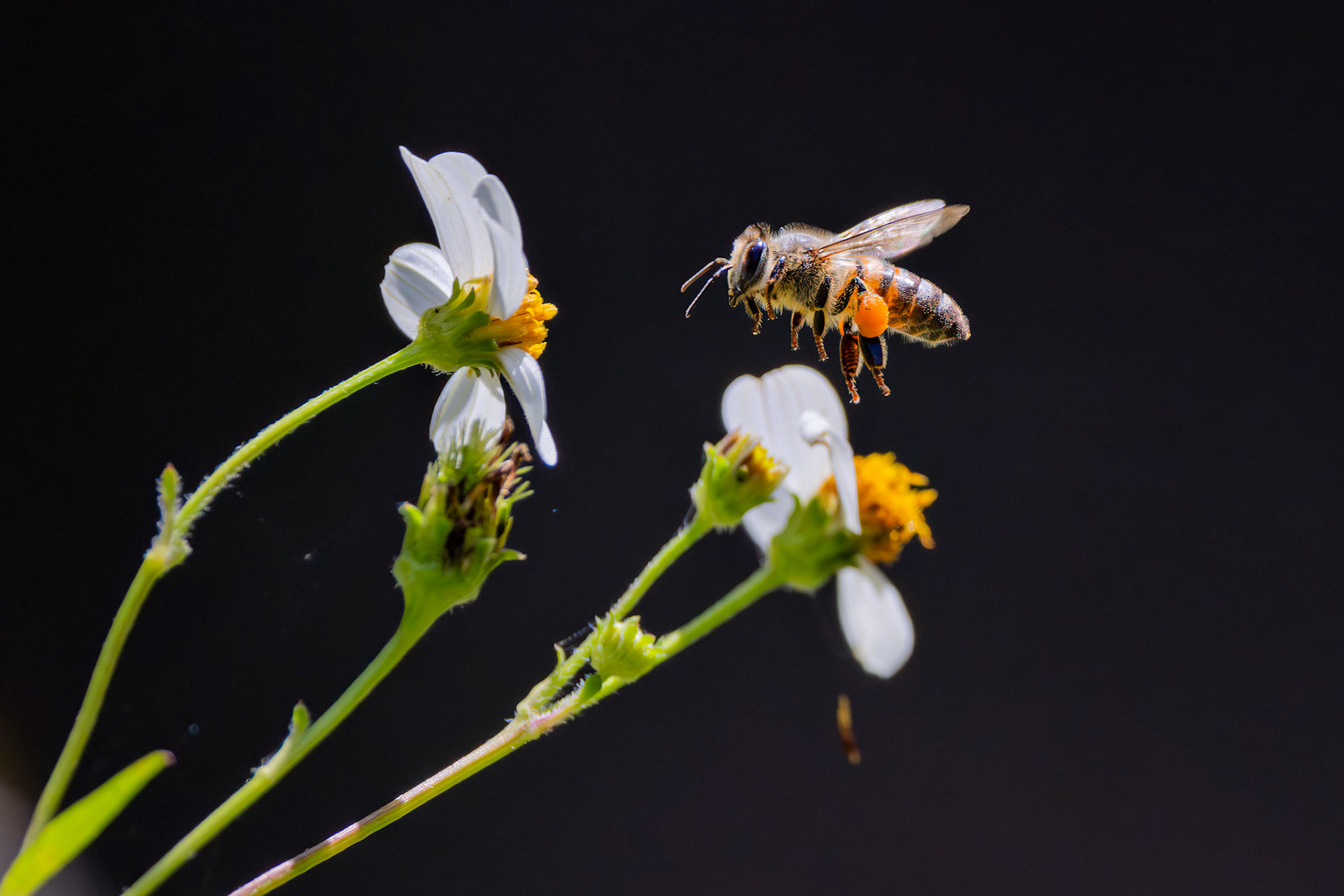 Western Honey Bee (Apis mellifera)