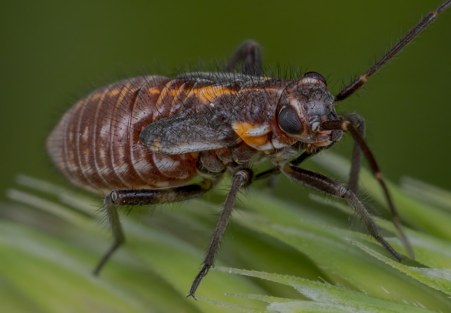 Plant Bug Nymph (Miridae)