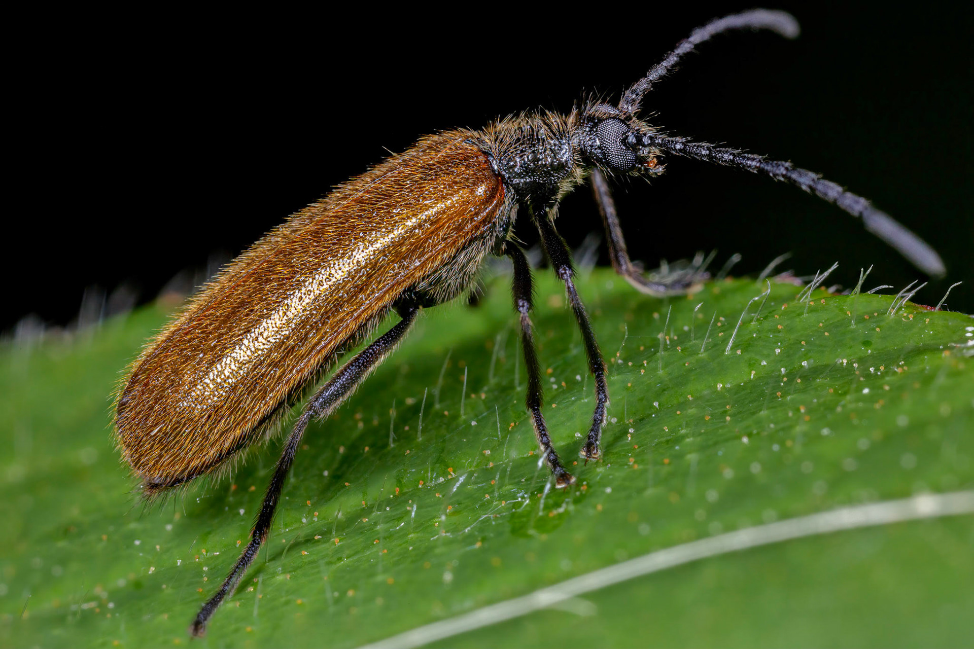Rough-Haired Lagria Beetle (Lagria hirta)