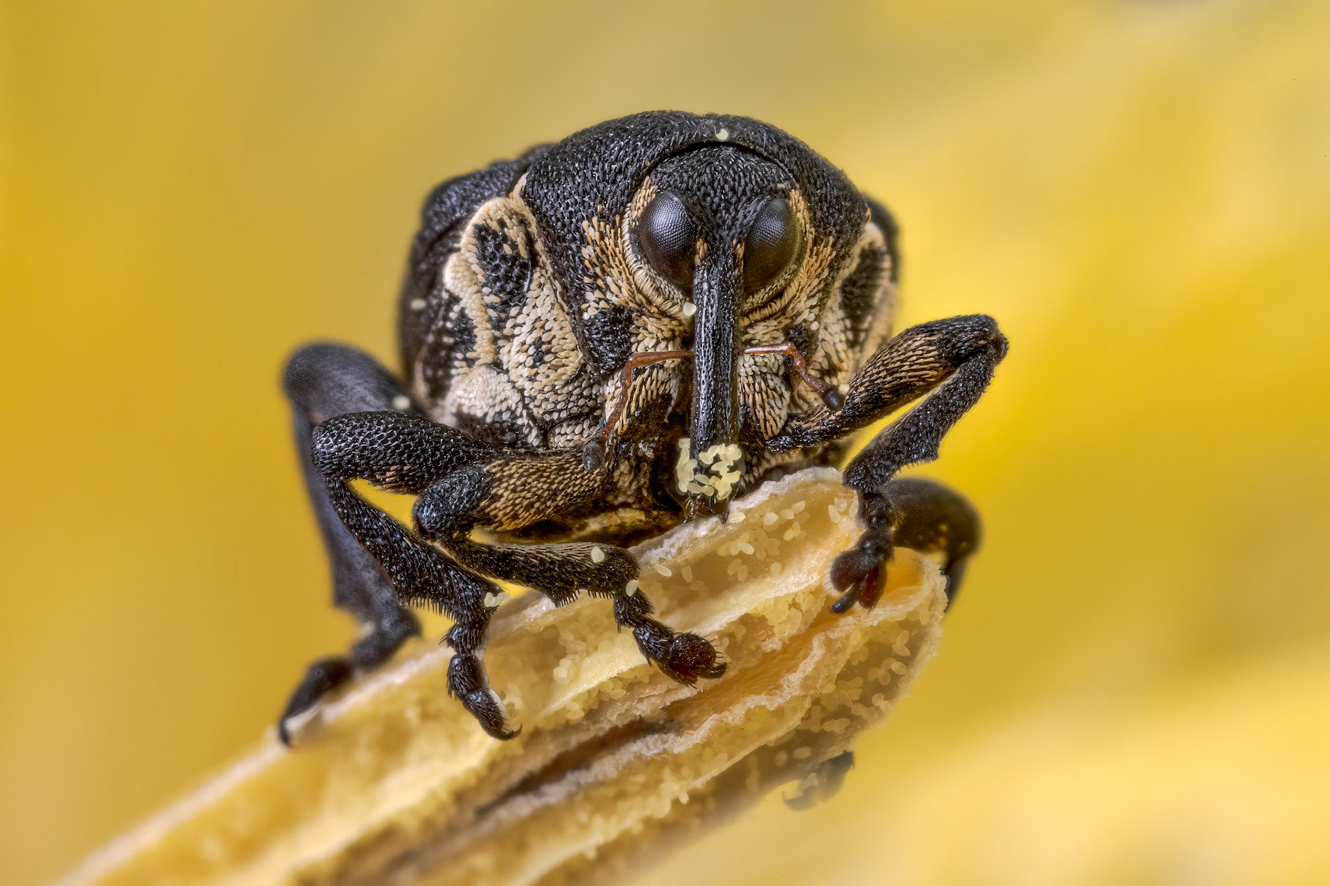 Iris Weevil (Mononychus punctumalbum)