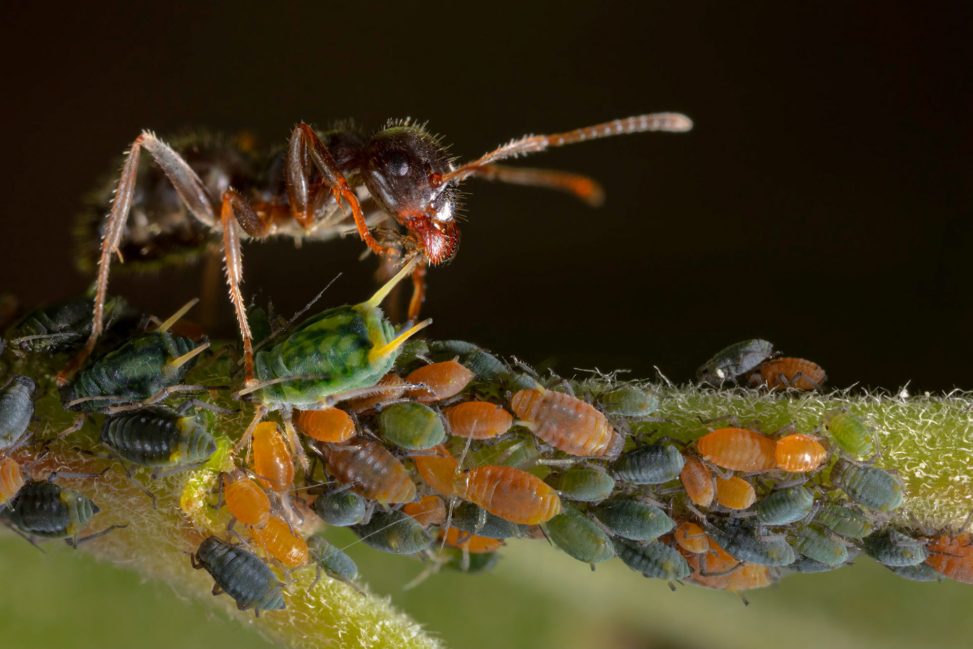 Small Willow Aphids