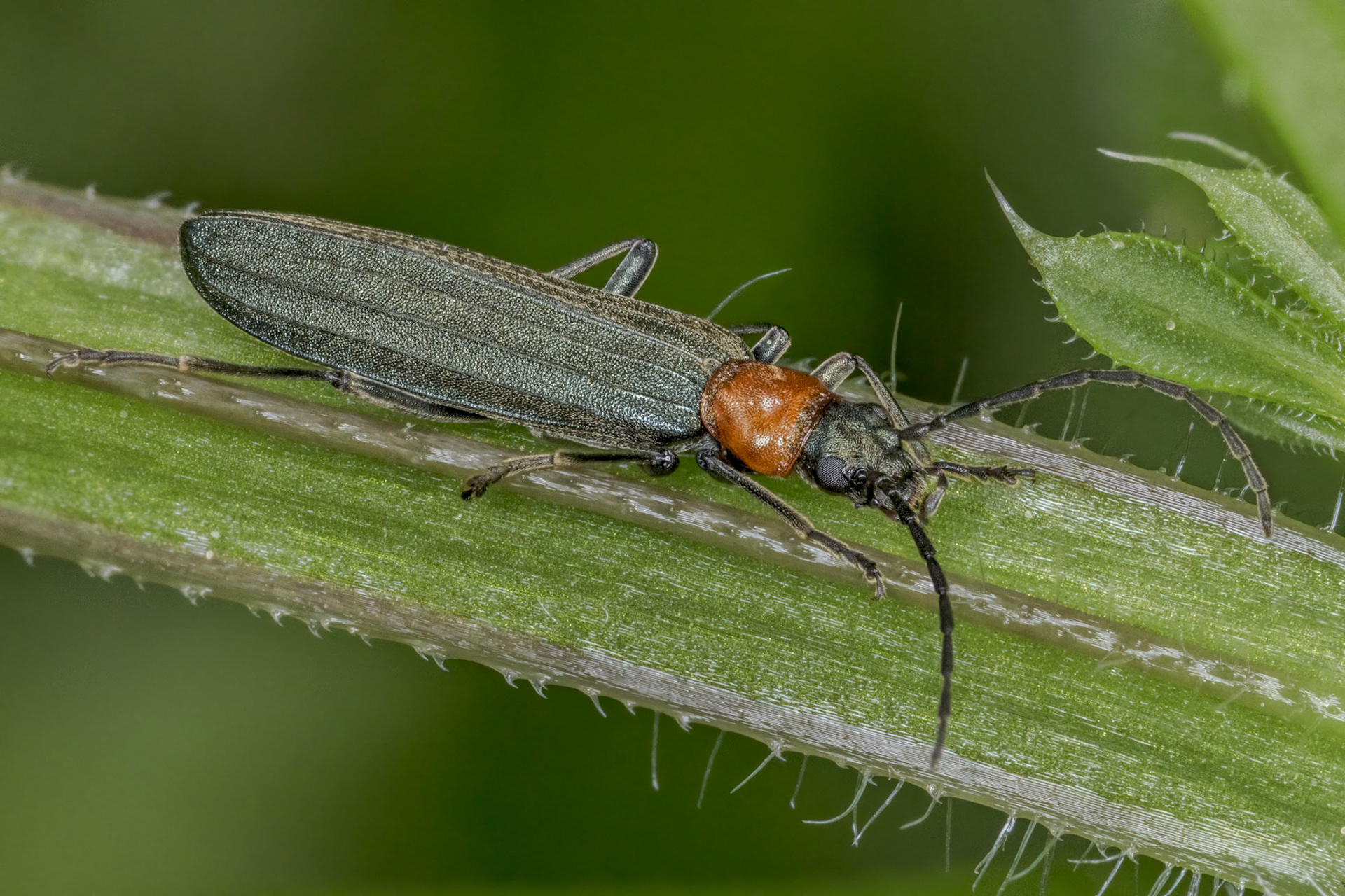 False blister beetles (Ischnomera sanguinicollis)