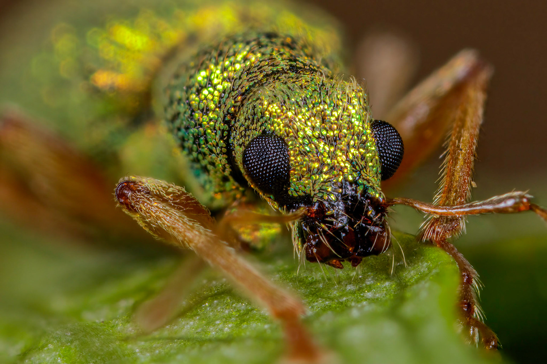 Phyllobius virideaeris