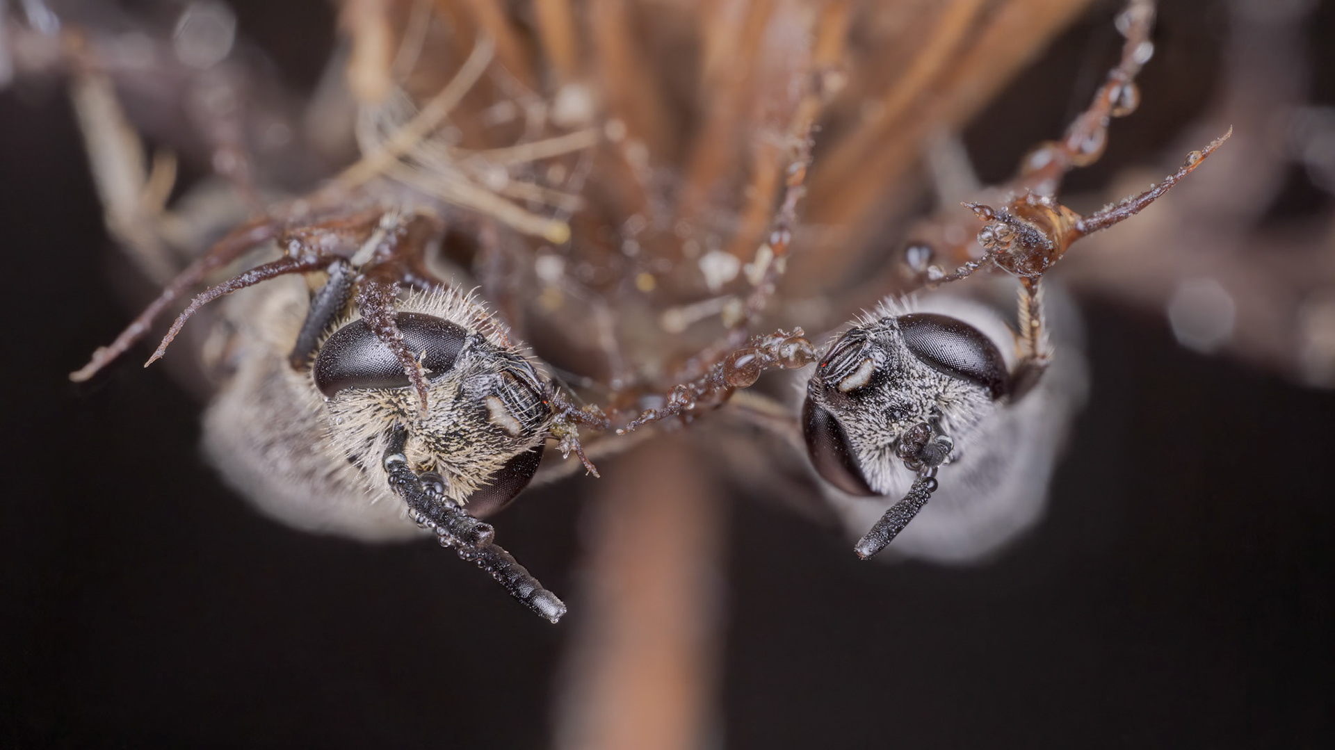 Ashy Mining Bee (Andrena cineraria)