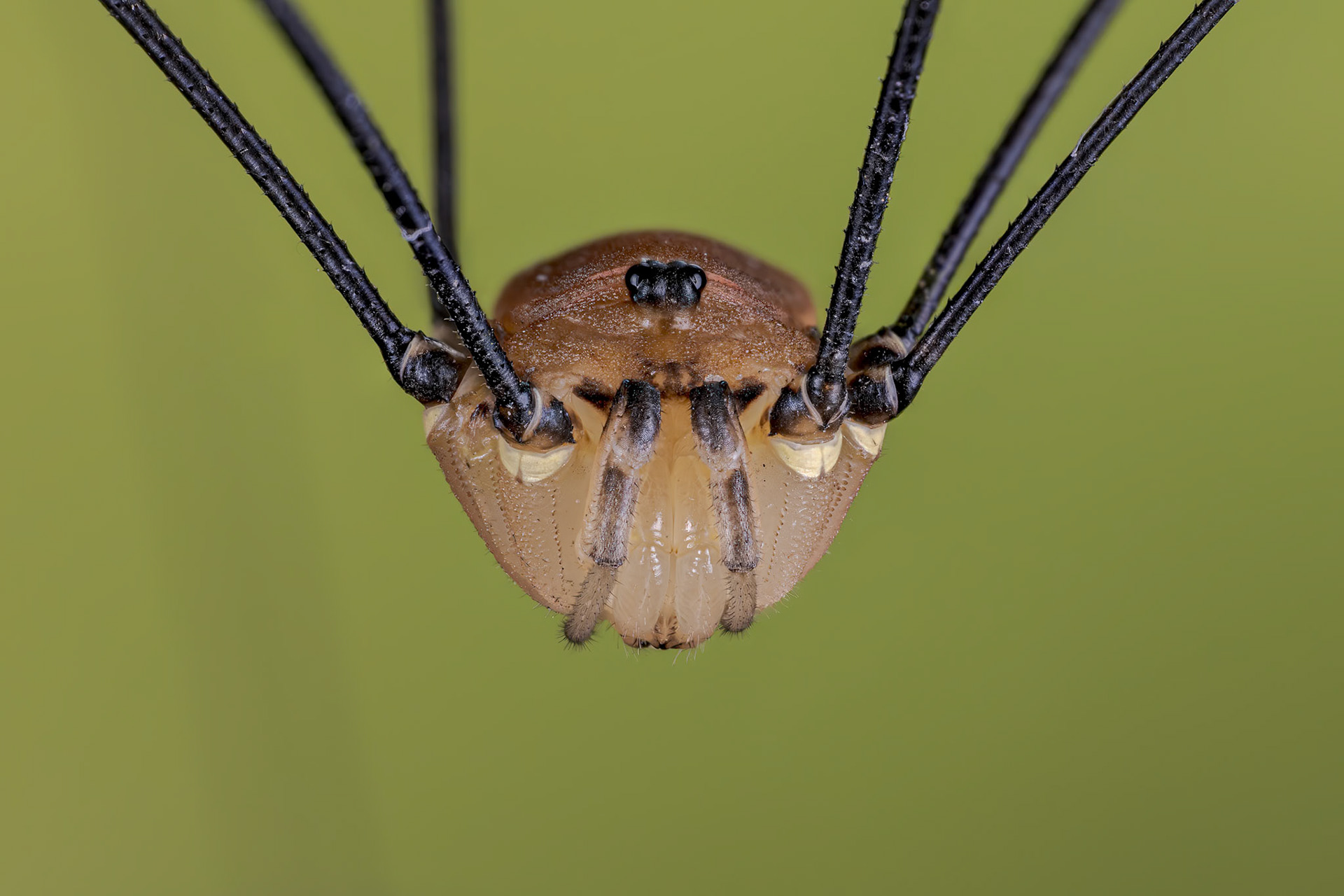 Harvestman (Leiobunum rotundum)