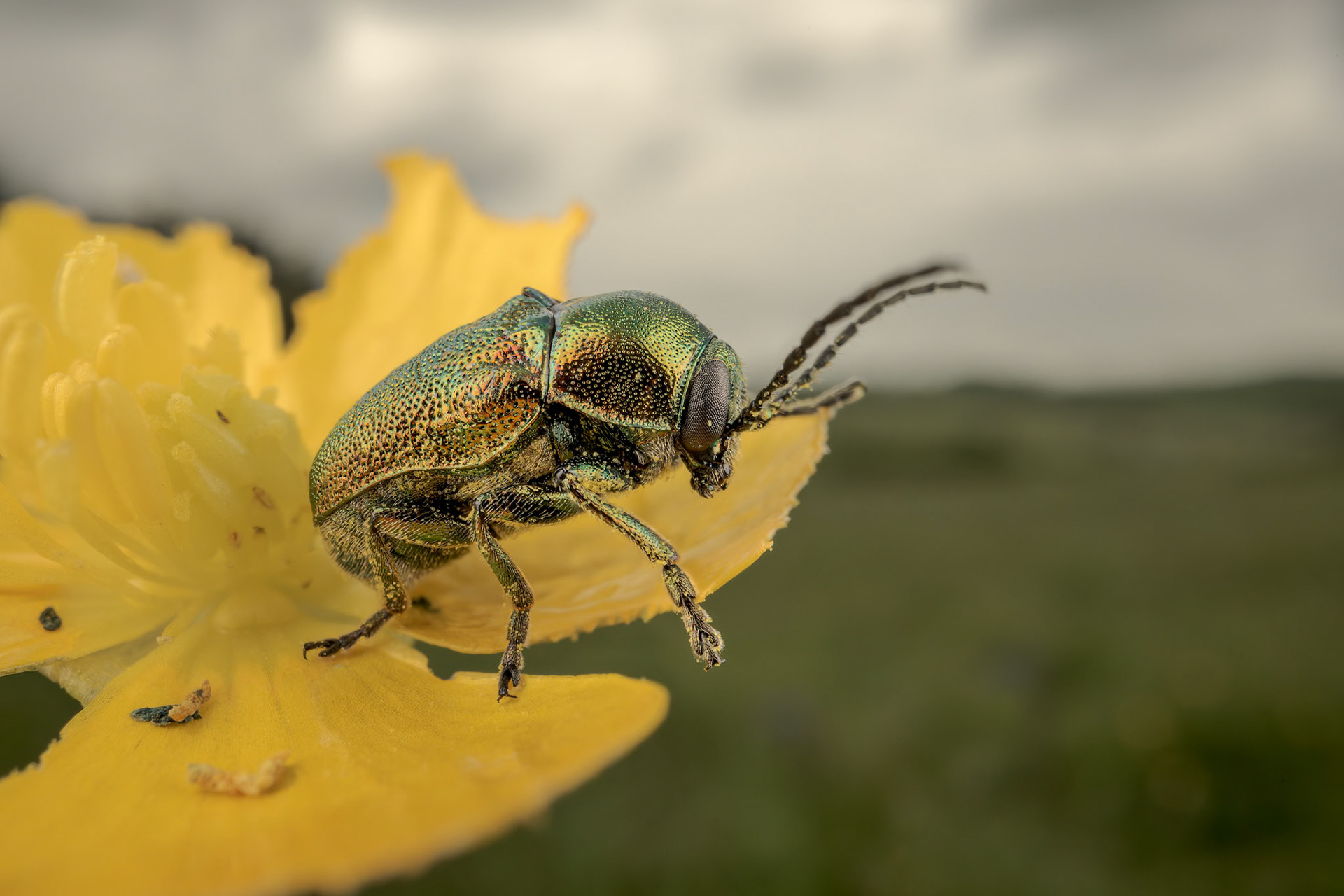 Pot Beetle (Cryptocephalus hypochaeridis)