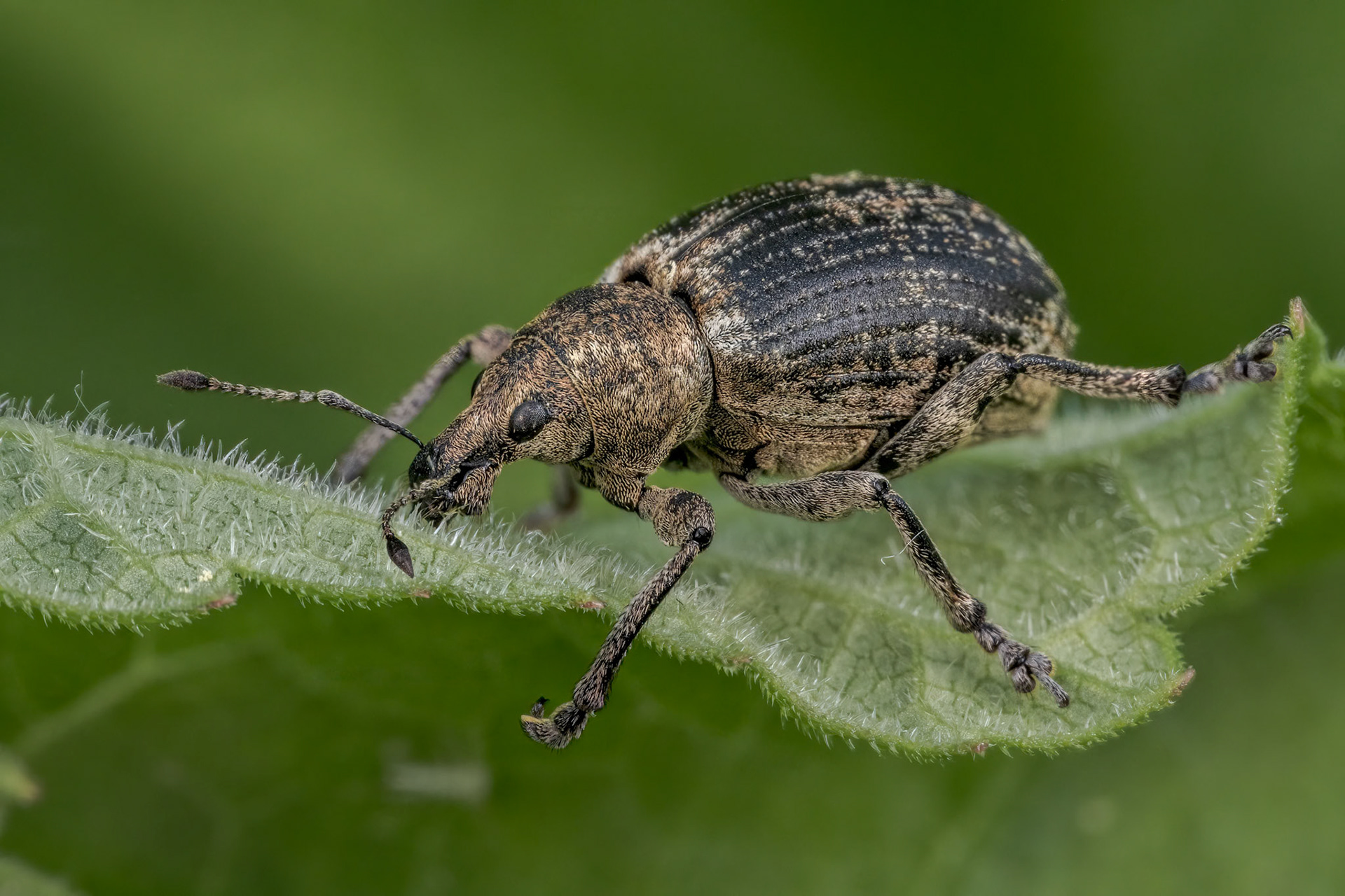 Chequered Weevil (Liophloeus tessulatus)