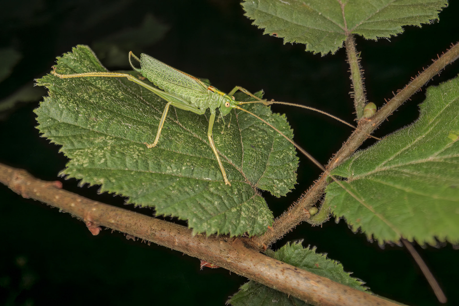 Oak Bush-Cricket (Meconema thalassinum)