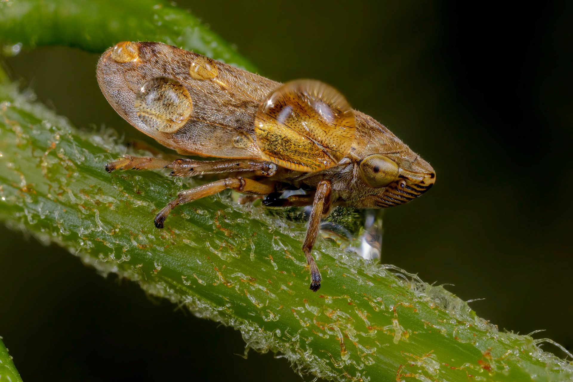 Common Froghopper (Philaenus spumarius)