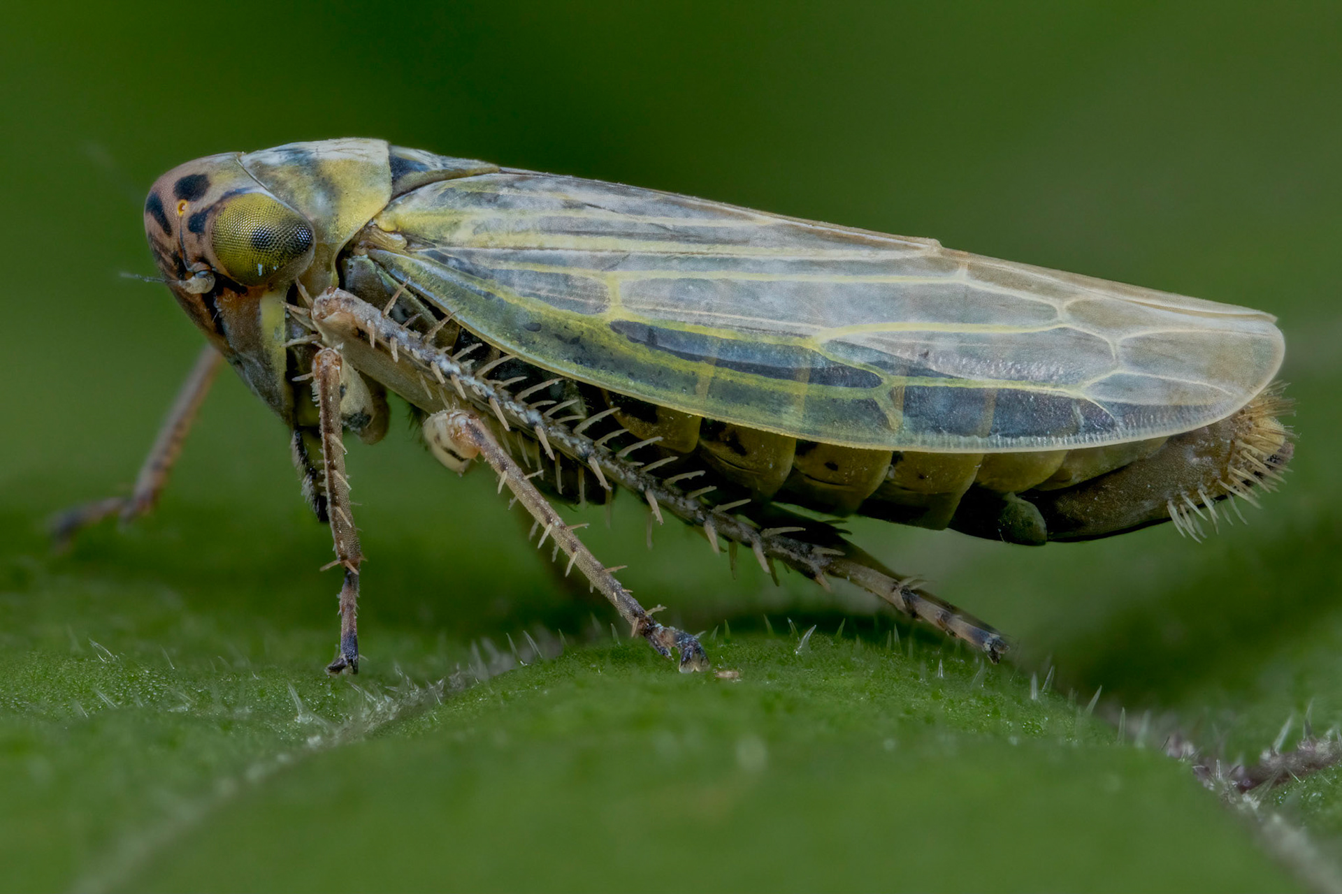 Leafhopper (Cicadula persimilis)