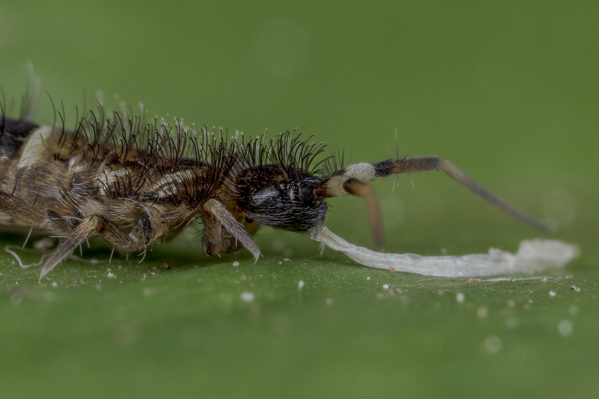 Springtail (Orchesella cincta)