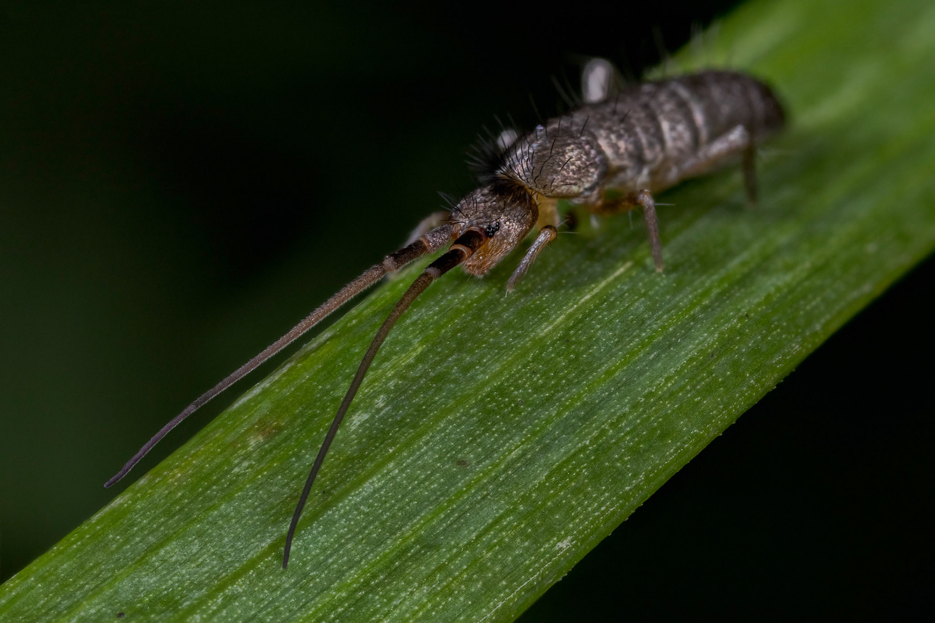 Springtail (Tomoceridae)