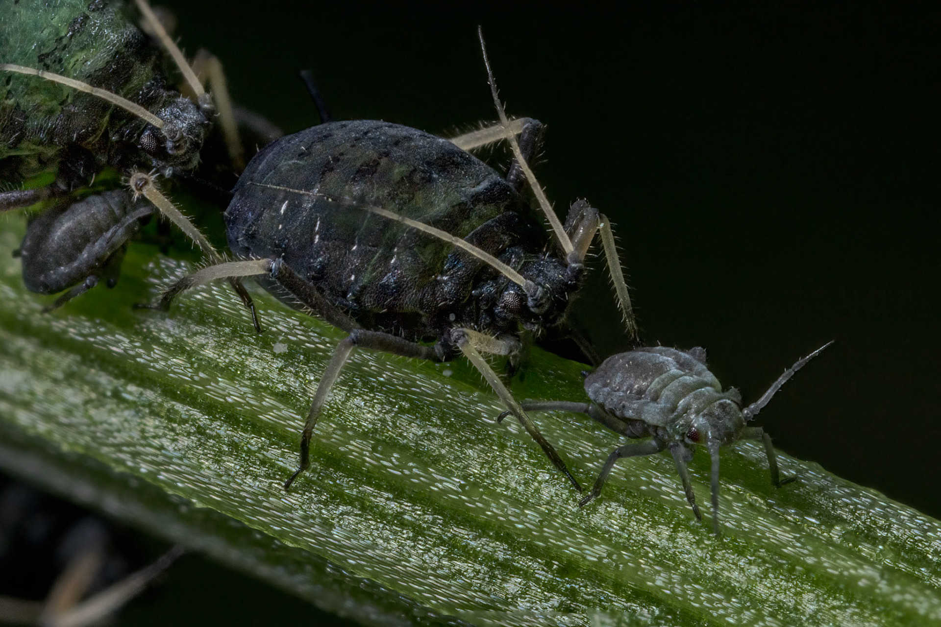 Black bean aphid (Aphis fabae)