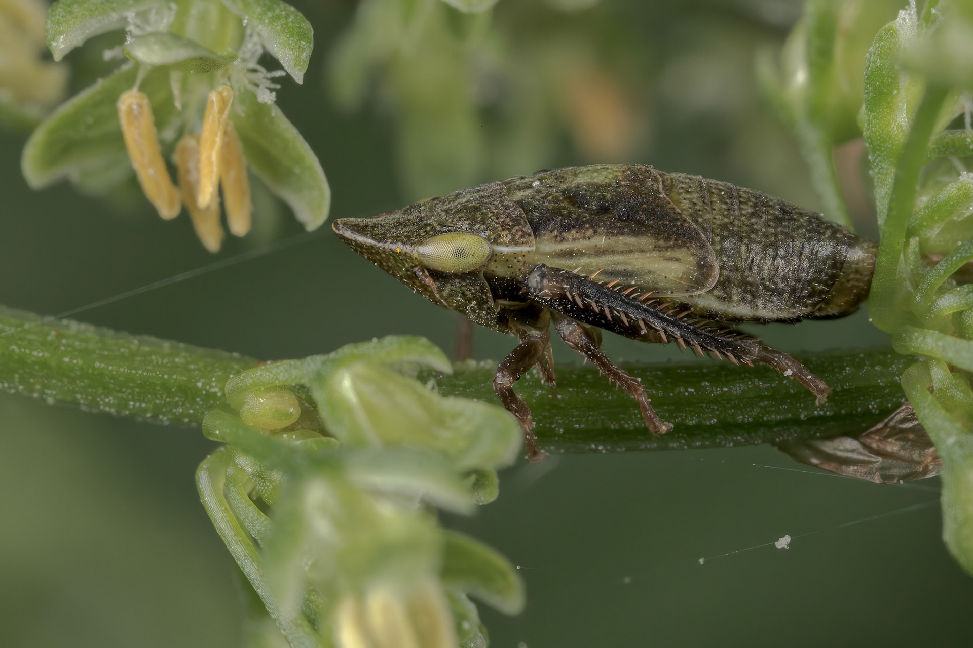 Leafhopper Nymph (Cicadellidae)
