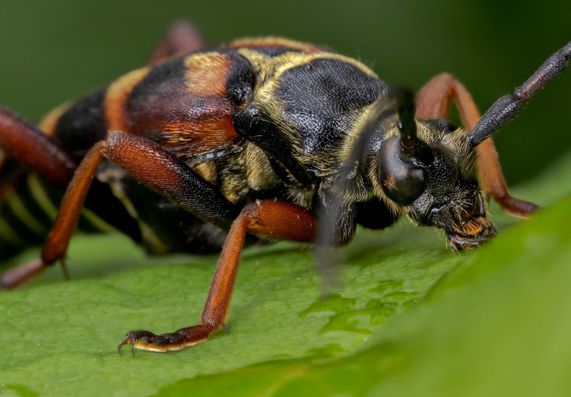 The Hornet Beetle (Leptura aurulenta)
