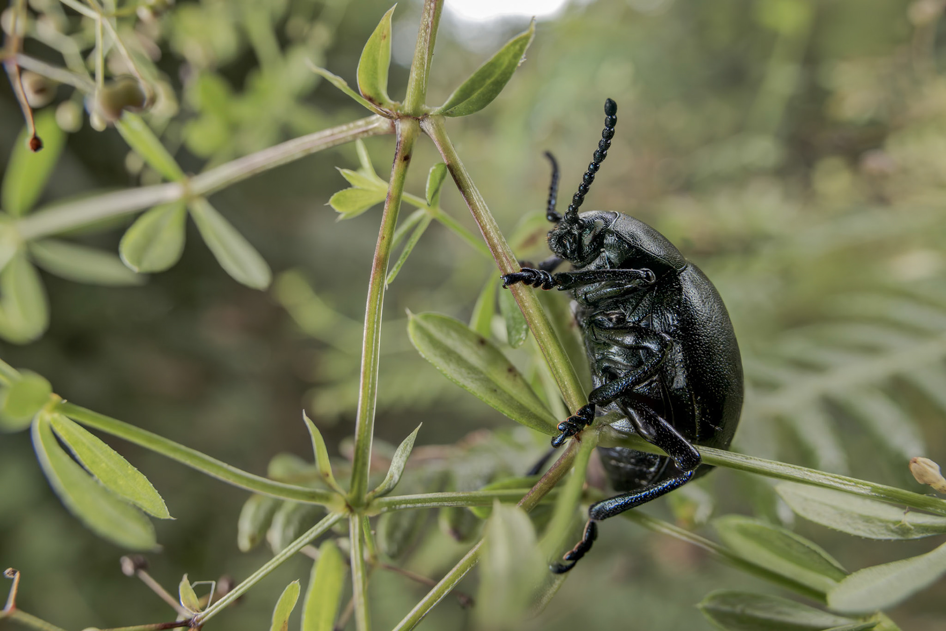 Bloody-nosed Beetle (Timarcha tenebricosa)