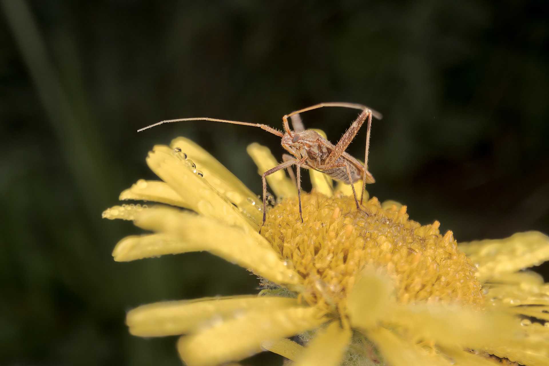 Plant Bug (Phytocoris varipes)