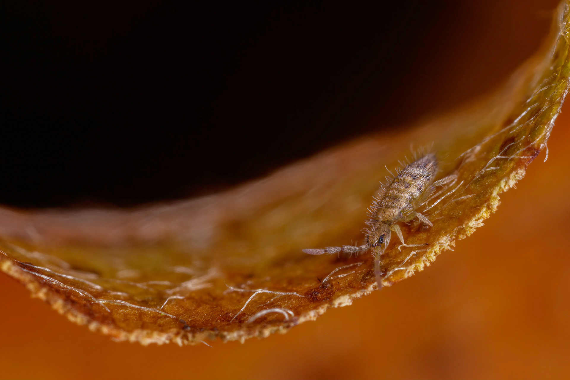 Springtail (Entomobrya nivalis)