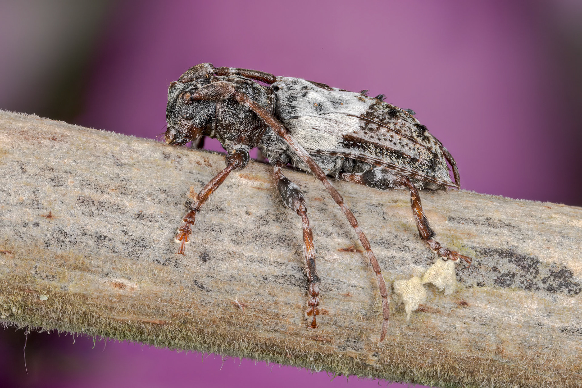 Greater Thorn-tipped Longhorn Beetle (Pogonocherus hispidulus)
