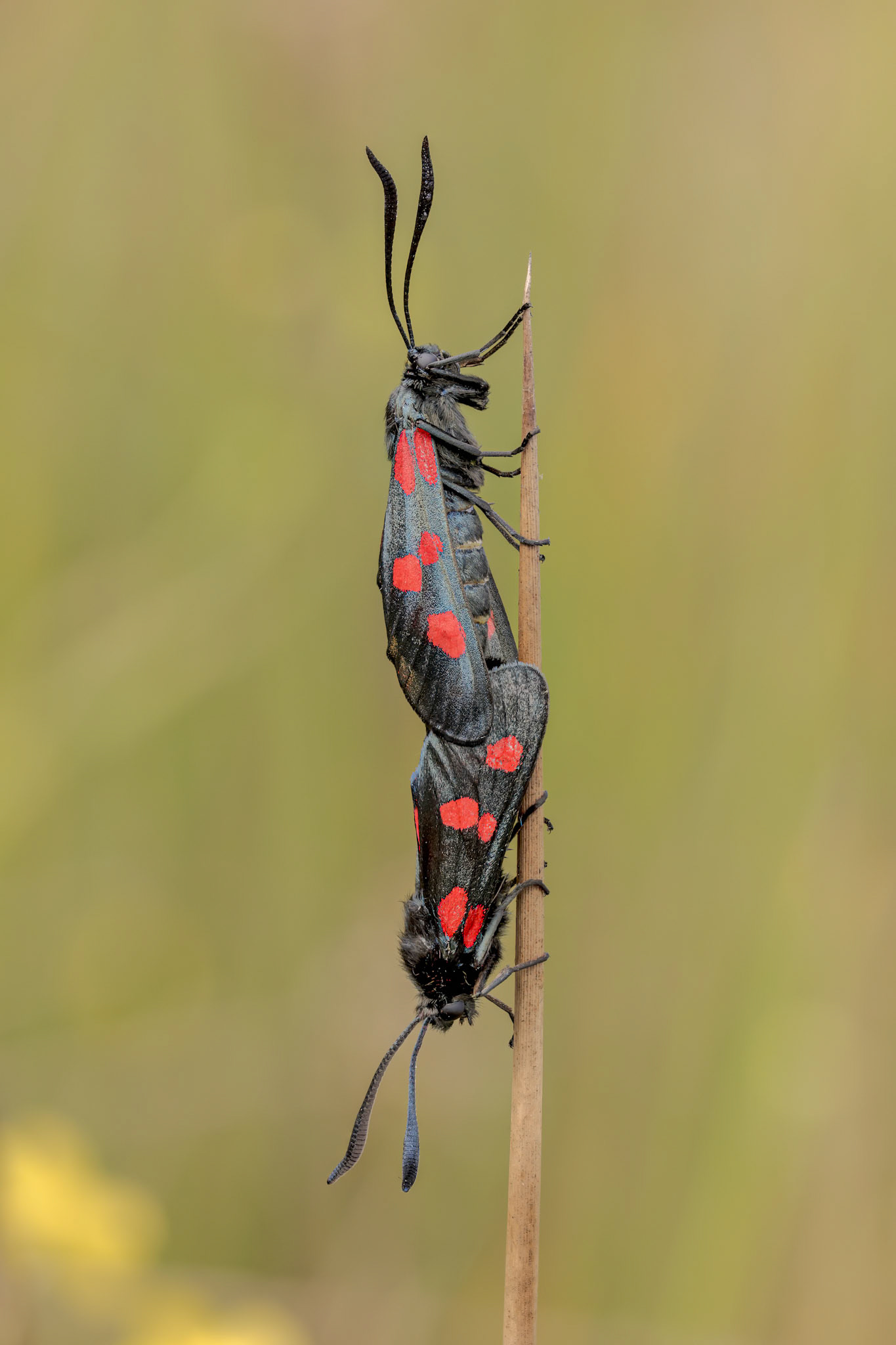 Pair of Five-spot Burnet (Zygaena trifolii)
