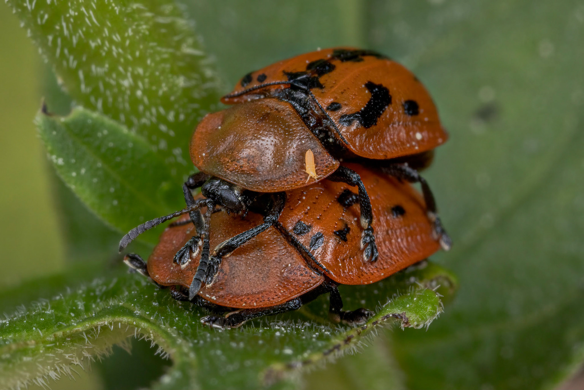 Fleabane Tortoise Beetle (Cassida murraea)