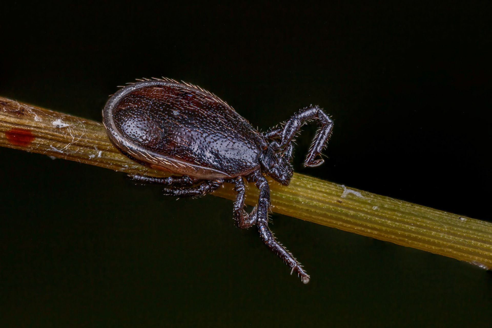 Hard Tick (Ixodes Ricinus)
