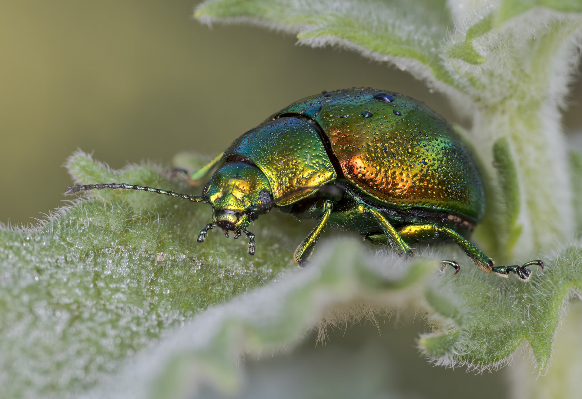 Mint Leaf Beetle (Chrysolina herbacea)