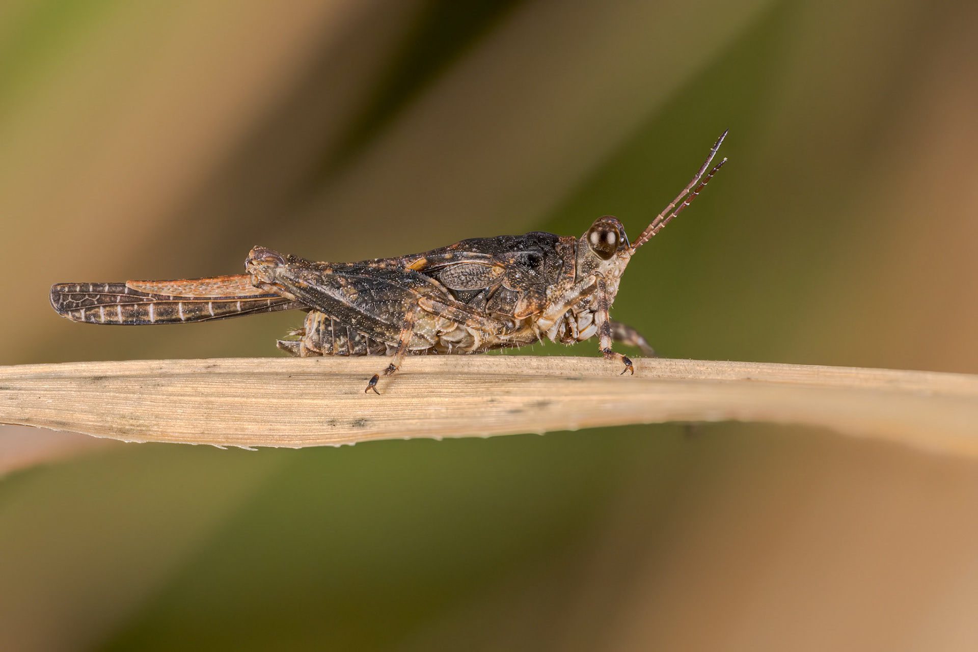 Pygmy Grasshopper (Euparatettix insularis)