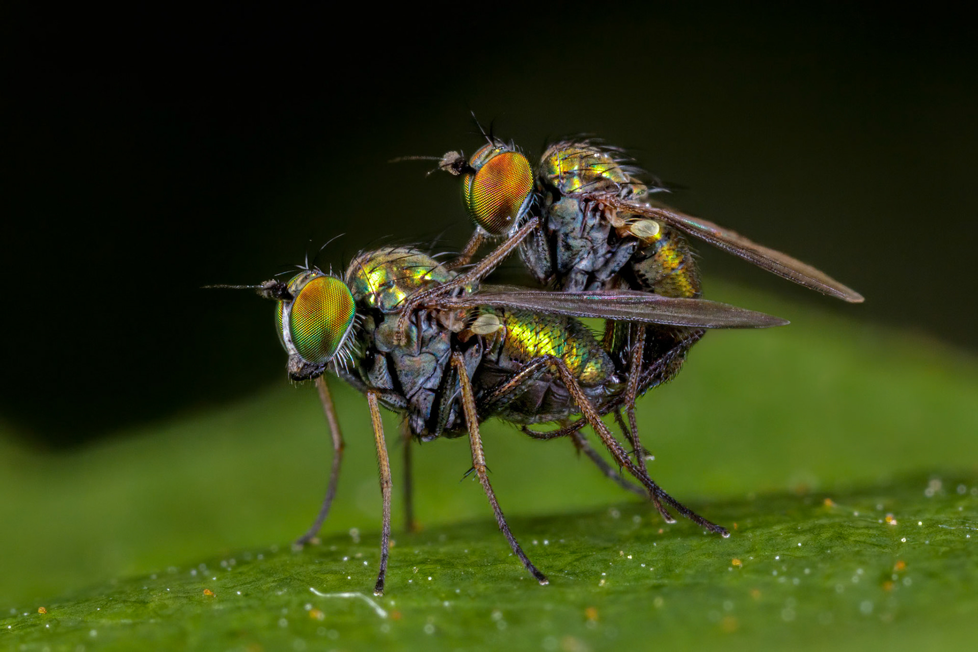 Long-legged flies (Dolichopodidae)
