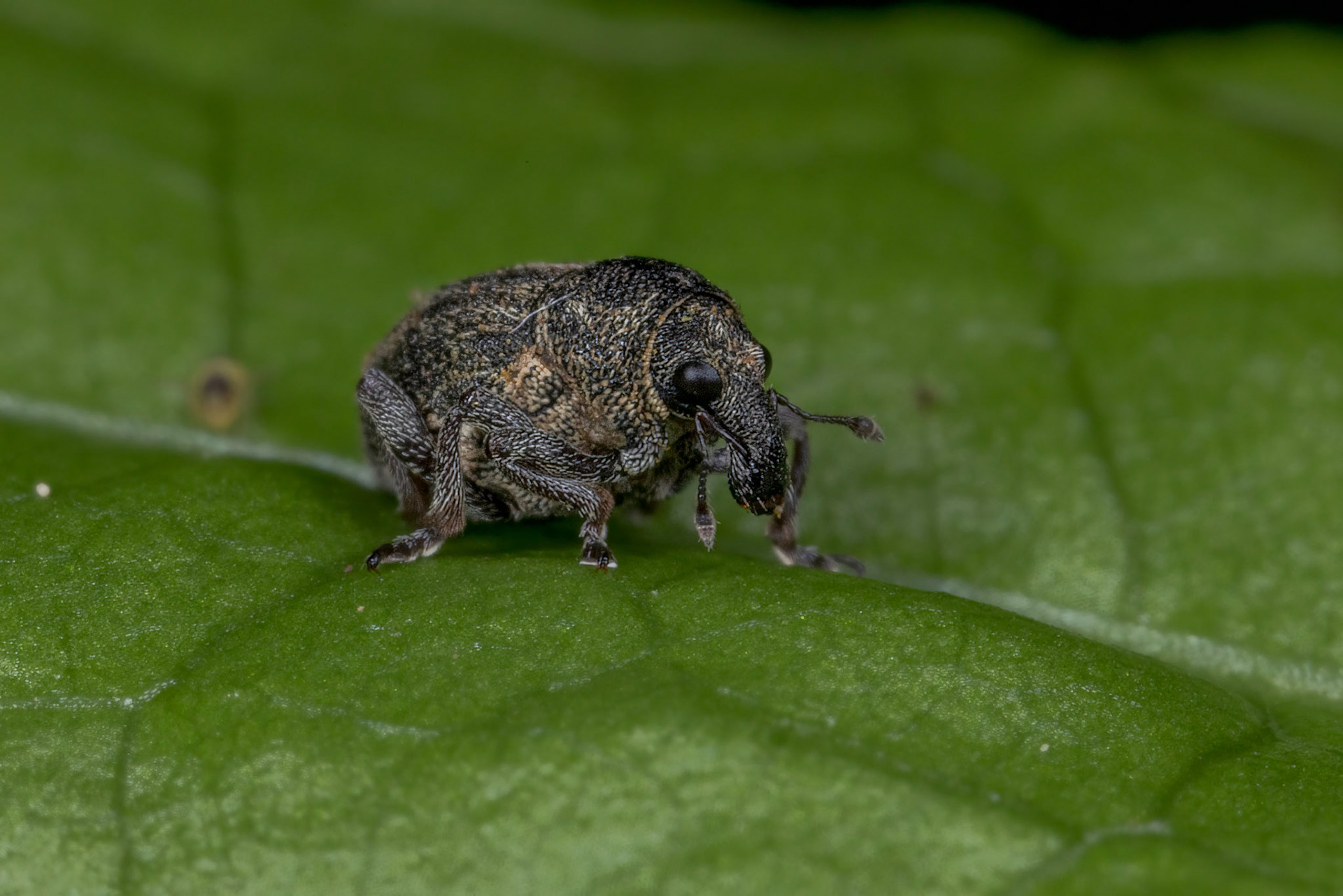 Rhinoncus Pericarpius