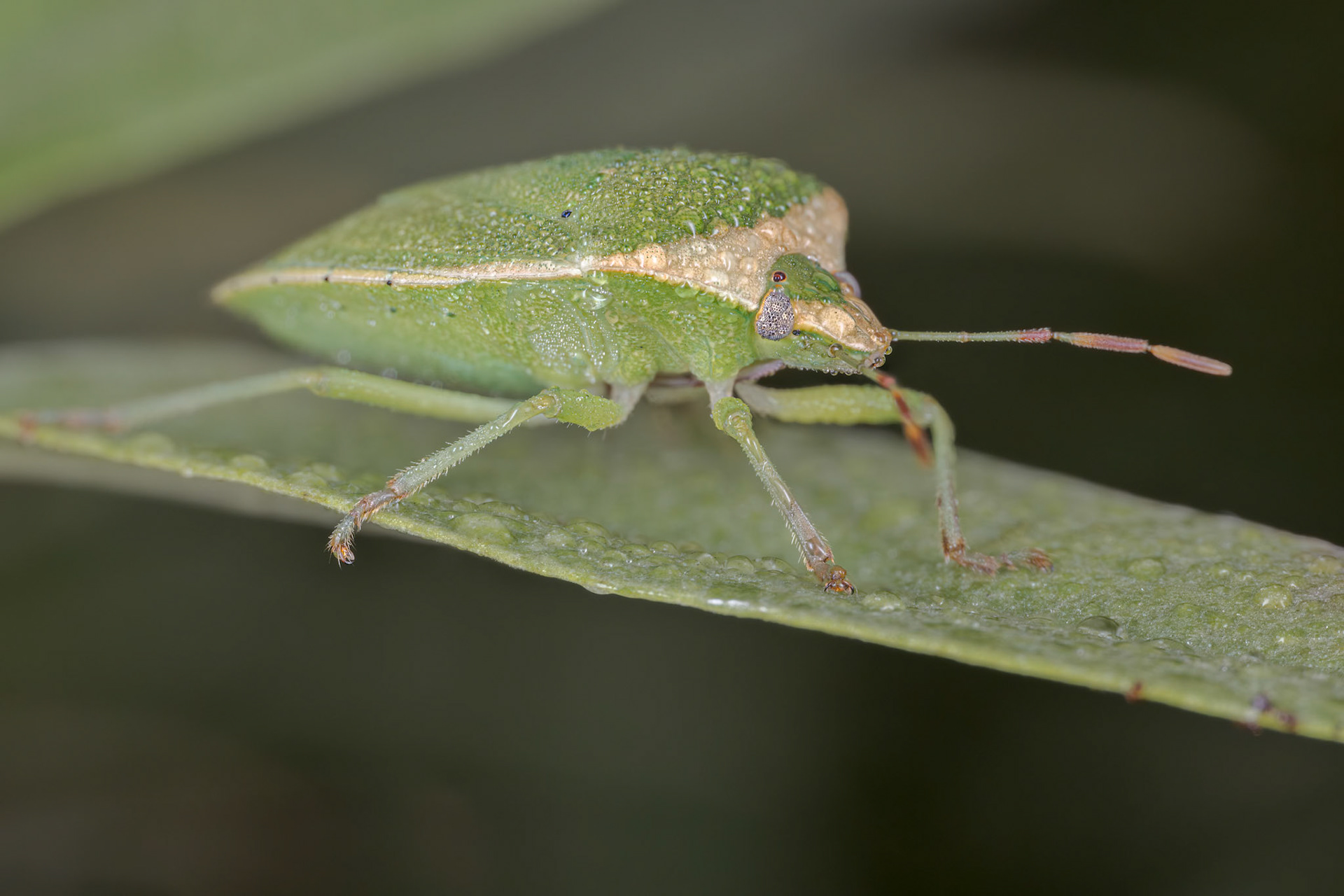 Southern Green Stink Bug (Nezara viridula)