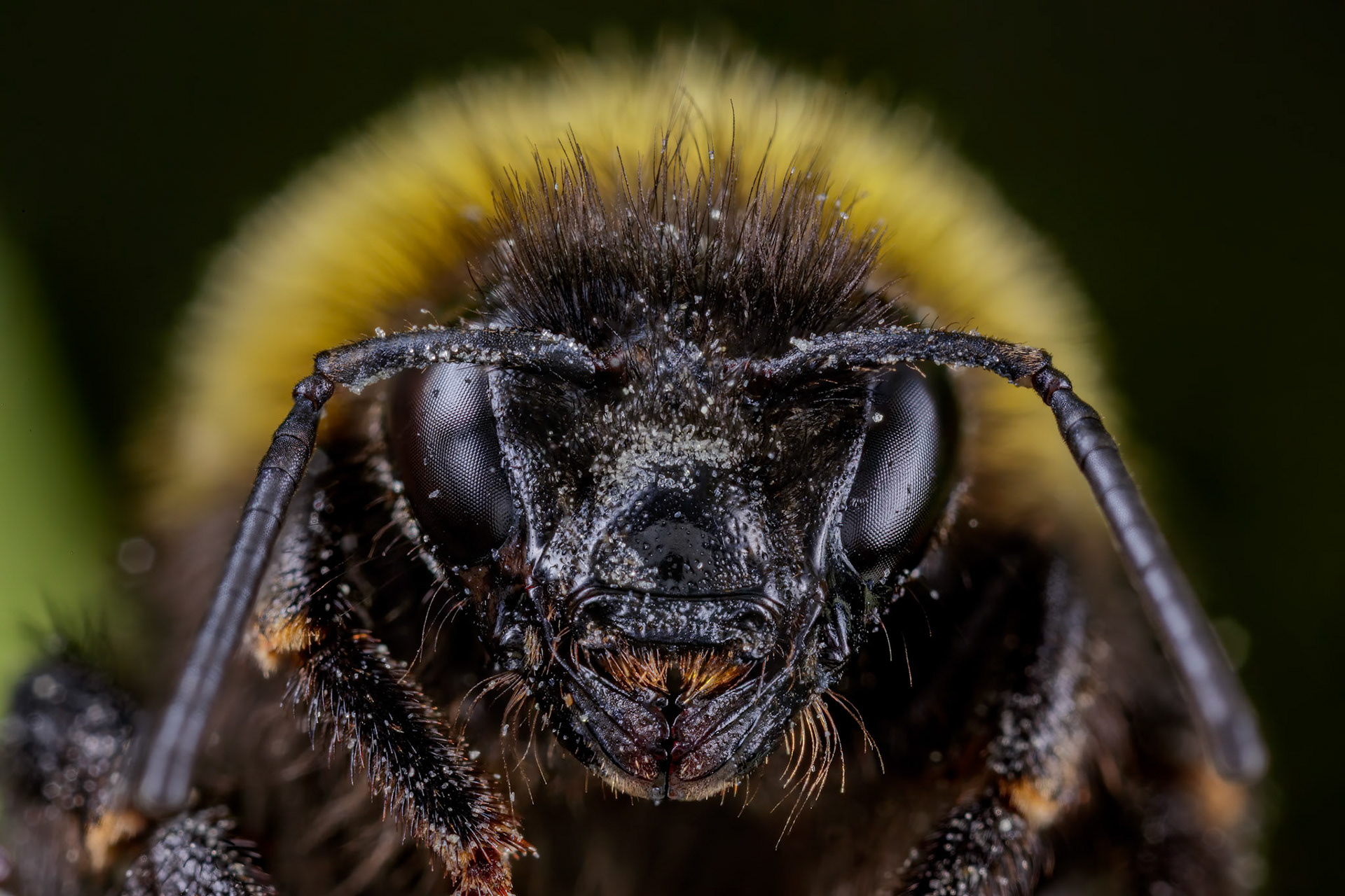 White-tailed Bumblebee (Bombus lucorum)