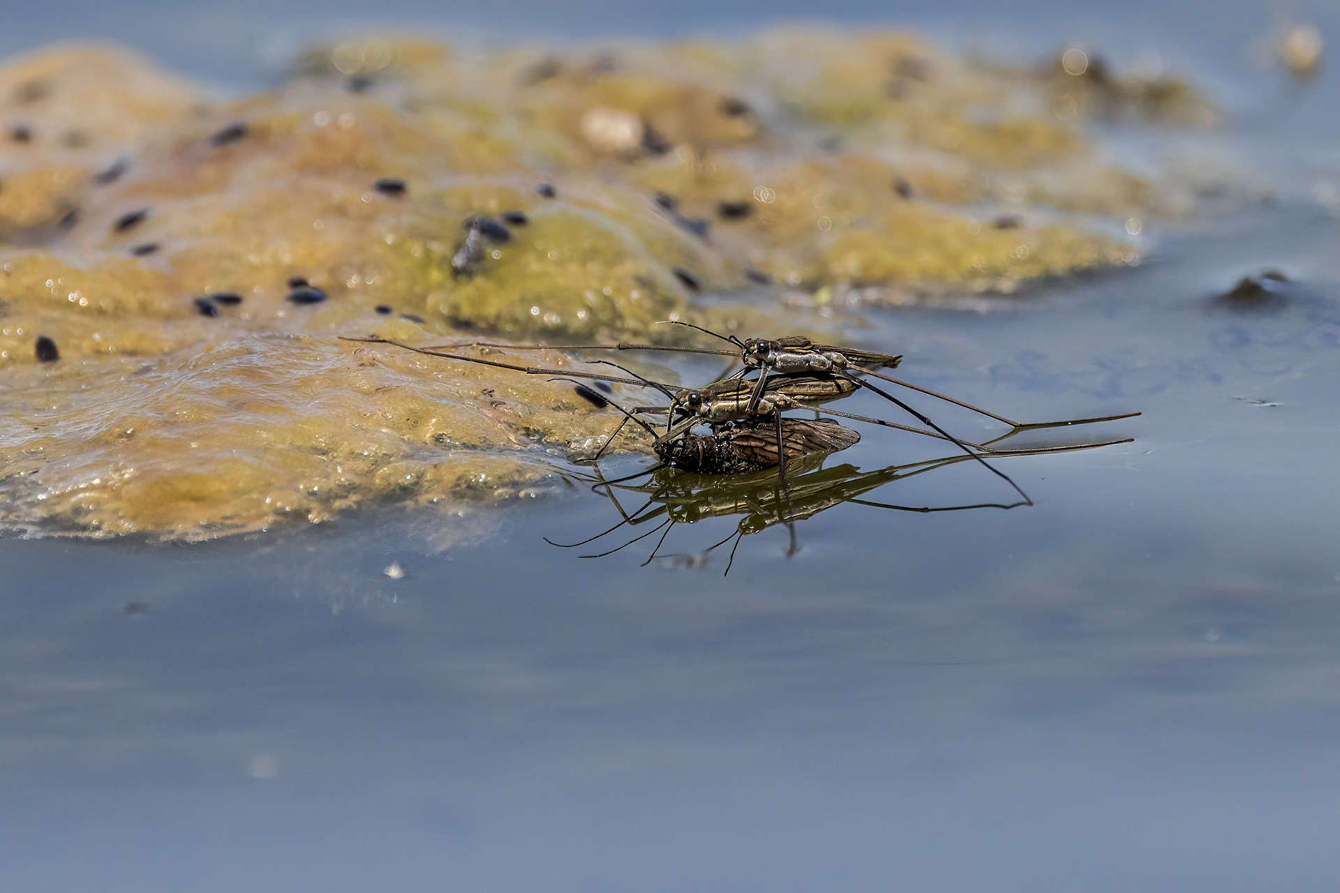 Water Strider