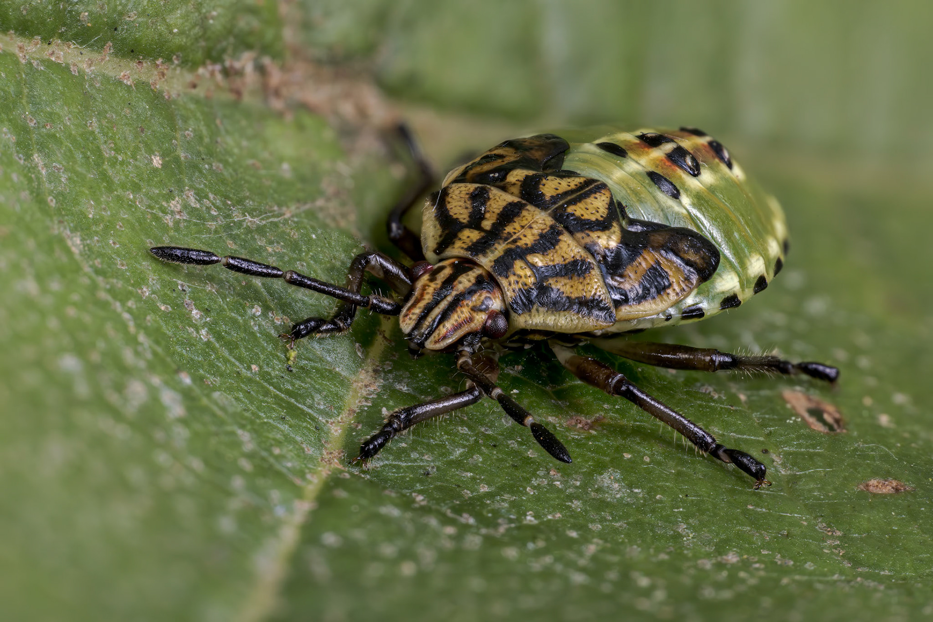 Parent Bug Nymph (Elasmucha grisea)