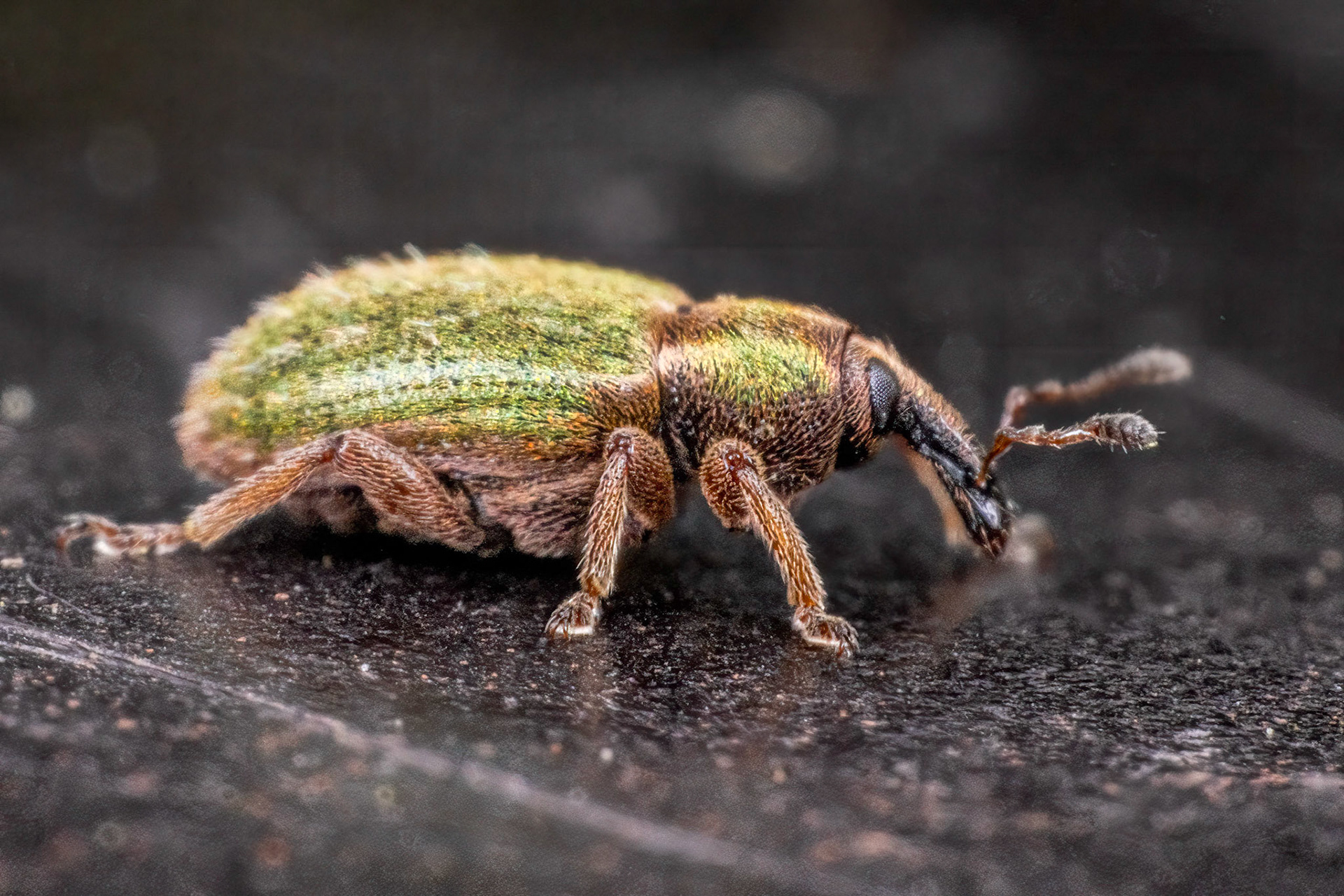 Lesser Clover Leaf Weevil