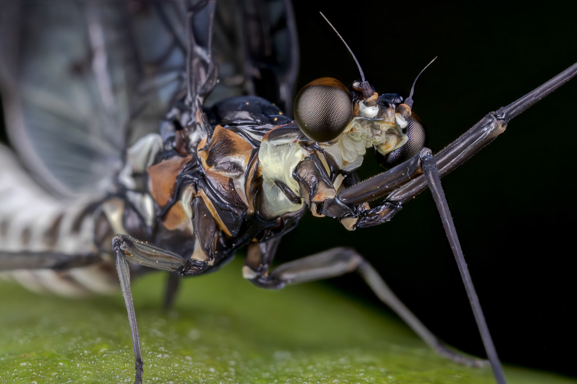 Mayfly (Ephemera vulgata)