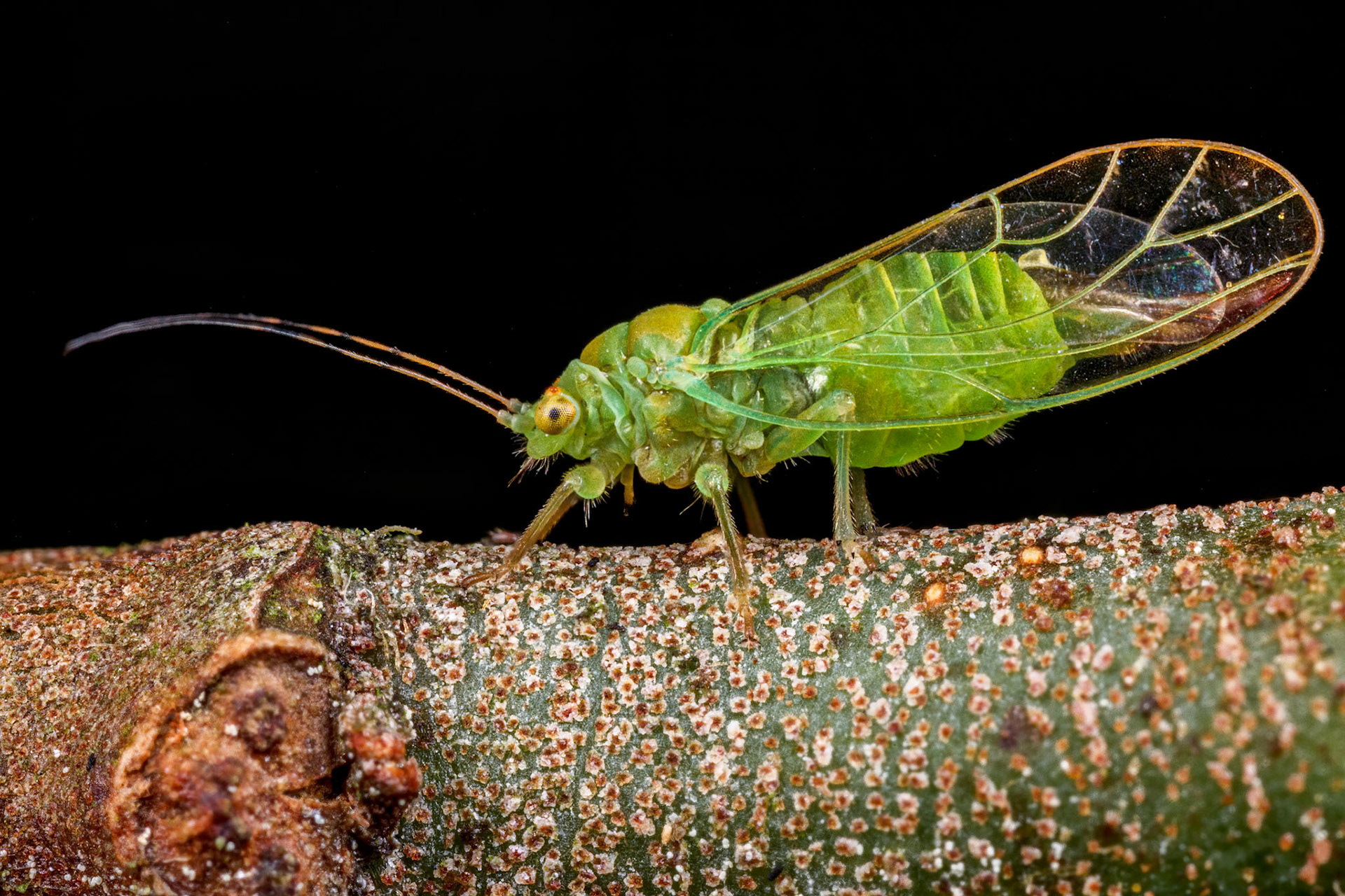 Jumping Plant Lice (Baeopelma foersteri)