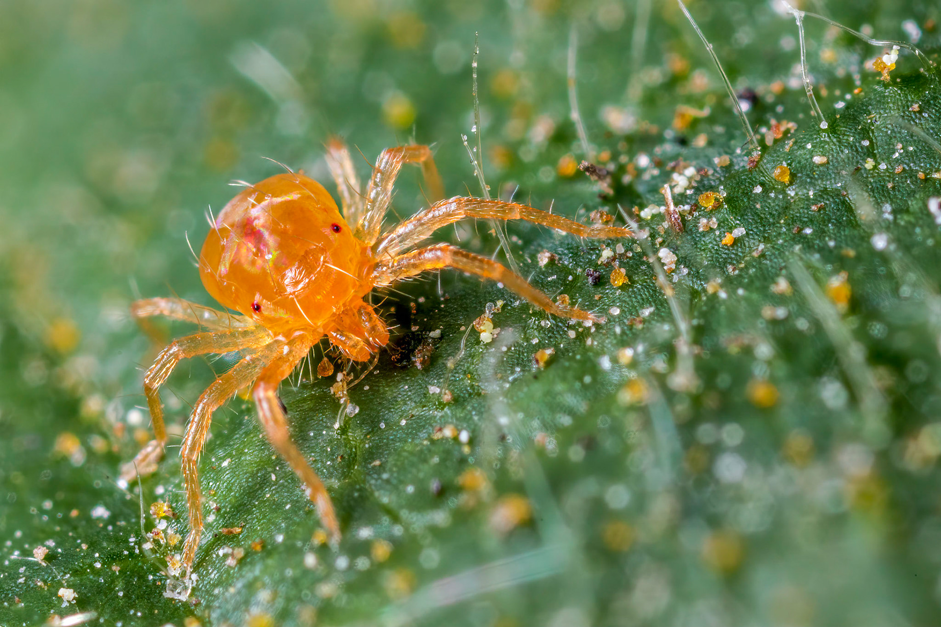 Spider Mite (Tetranychidae)